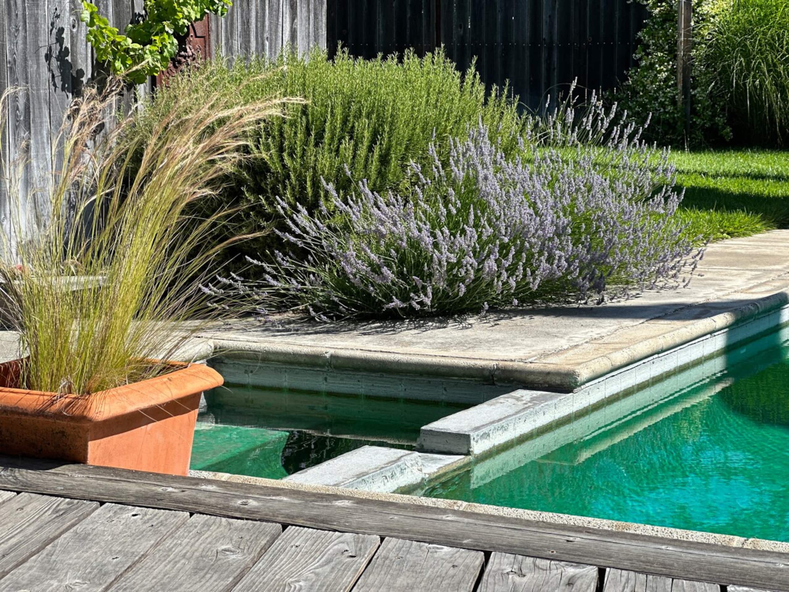Casa Palmera Sonoma - now avail for shorter stays - Photo 30