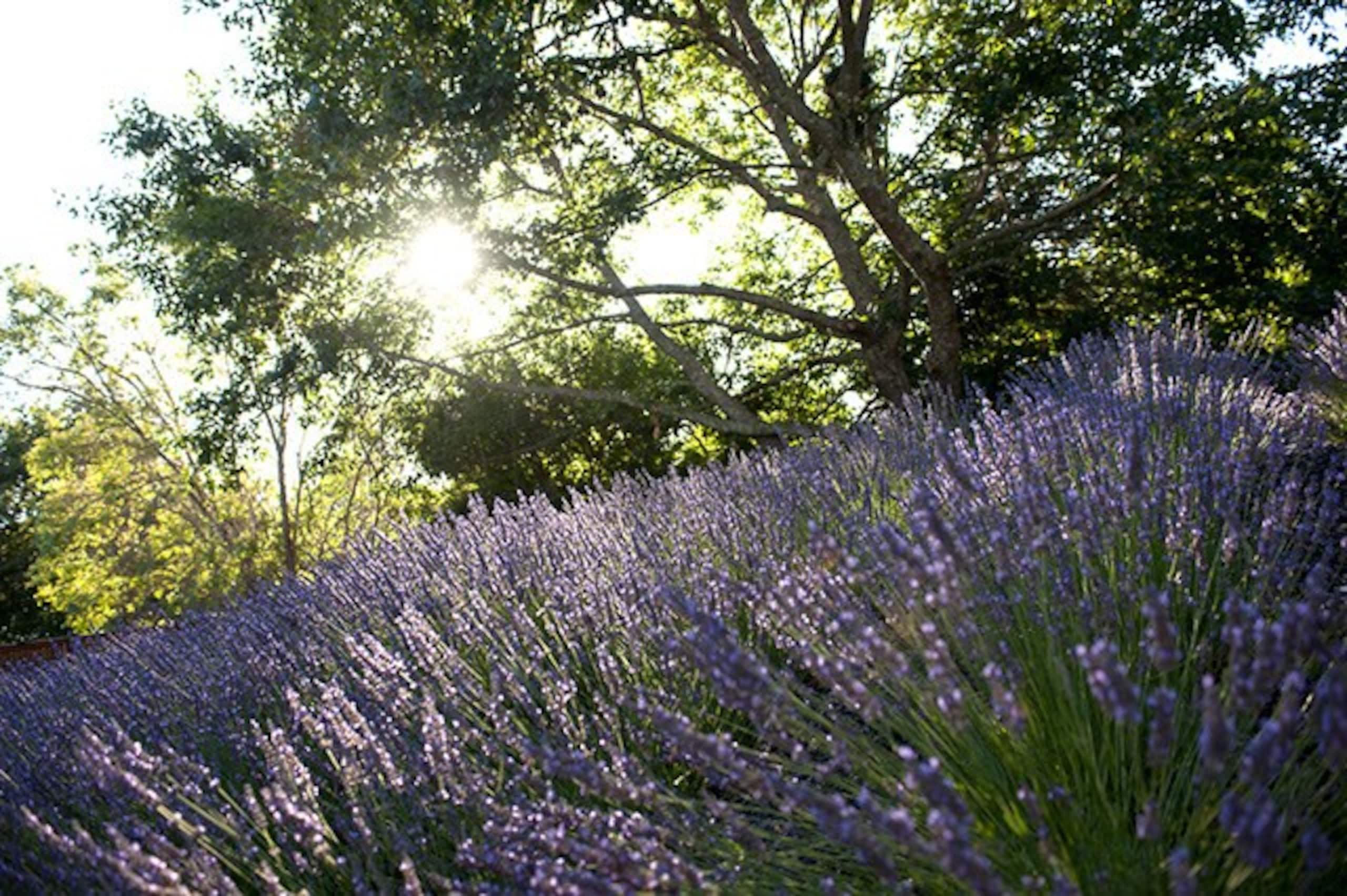 WALK to the wineries from this winemaker's home. - Photo 11