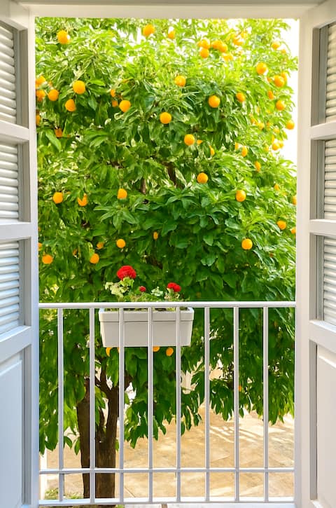 Successful Airbnb property: Cathedral and Alcázar 2 min | Orange tree views in Santa Cruz