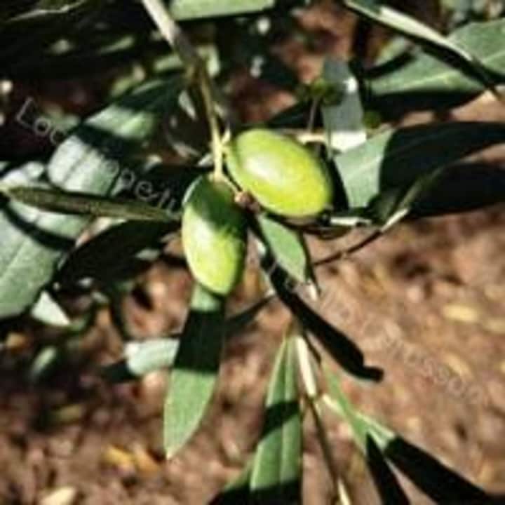 Locazione Turistica Lorusso - Andria