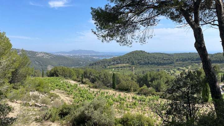 Les Costes Entre Vignes Et Pinède - Bandol