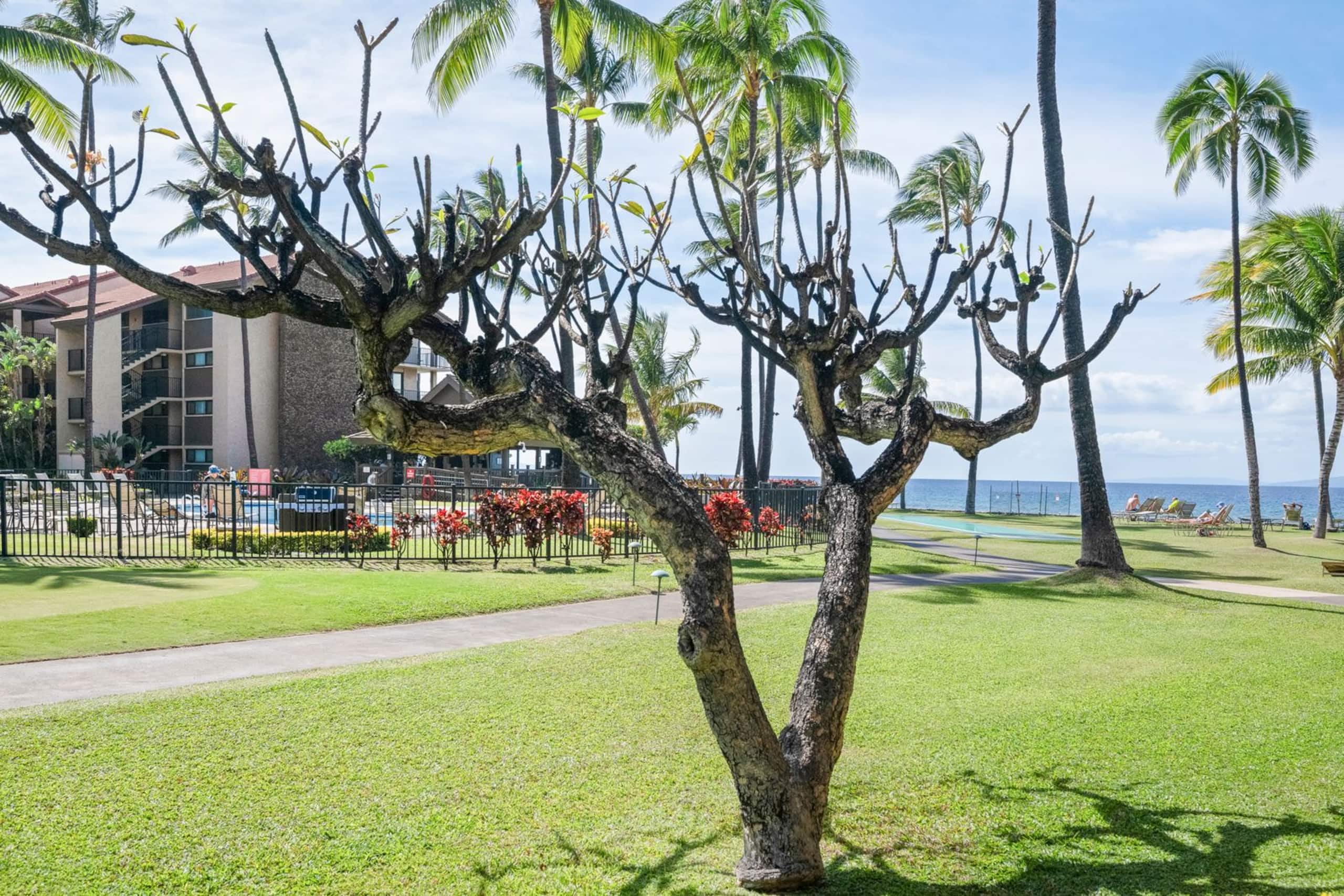 Condo in Lahaina · ★5.0 · 2 bedrooms · 2 beds · 2 baths - Image 21