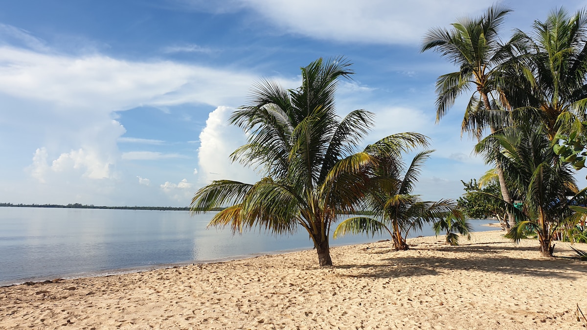 A serene beach scene is observed with soft, golden sand stretching along the shoreline. Lush palm trees line the area, their leaves gently swaying in the breeze. The calm waters reflect the clear blue sky, creating a tranquil coastal atmosphere.