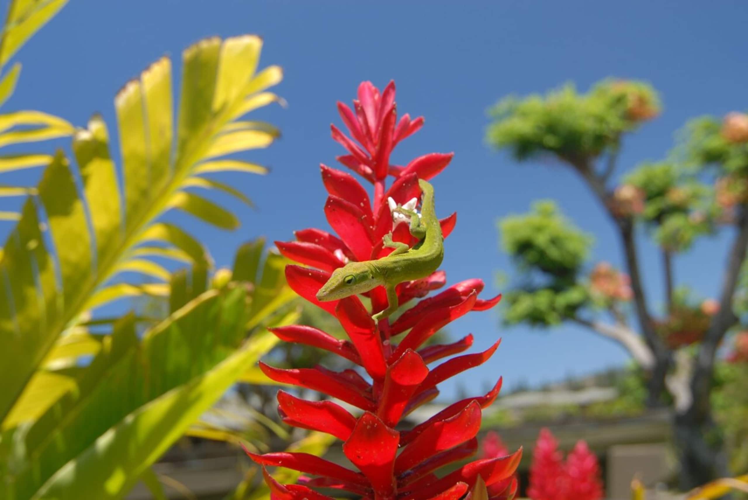 Villa in Lahaina · ★4.91 · 1 bedroom · 2 beds · 2 baths - Image 69