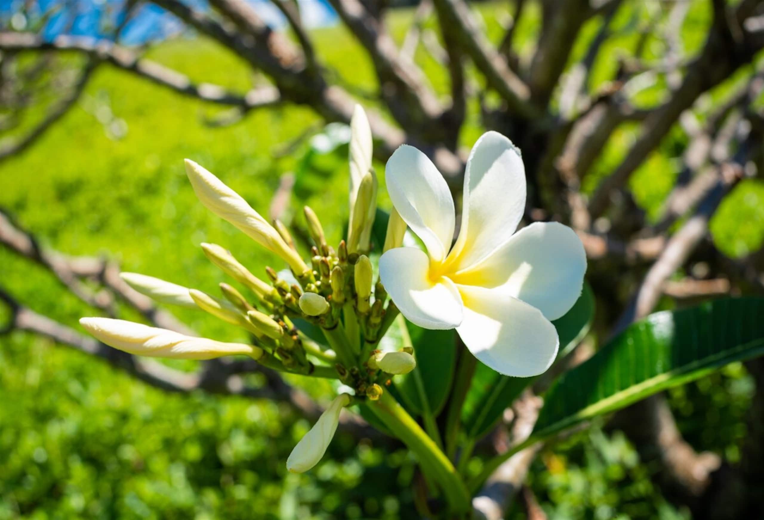 Villa in Lahaina · ★4.94 · 1 bedroom · 2 beds · 2 baths - Image 14