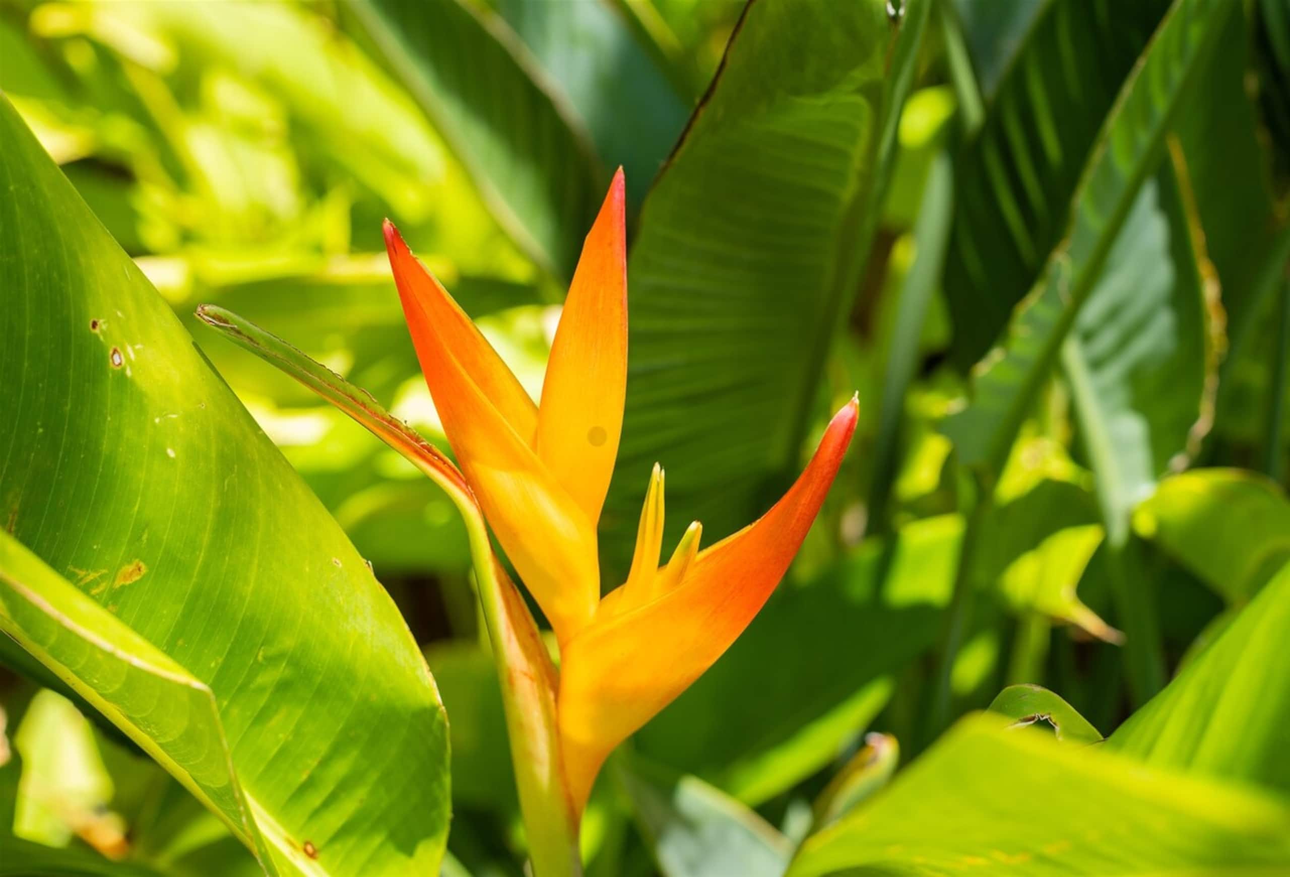 Villa in Lahaina · ★4.94 · 1 bedroom · 2 beds · 2 baths - Image 13