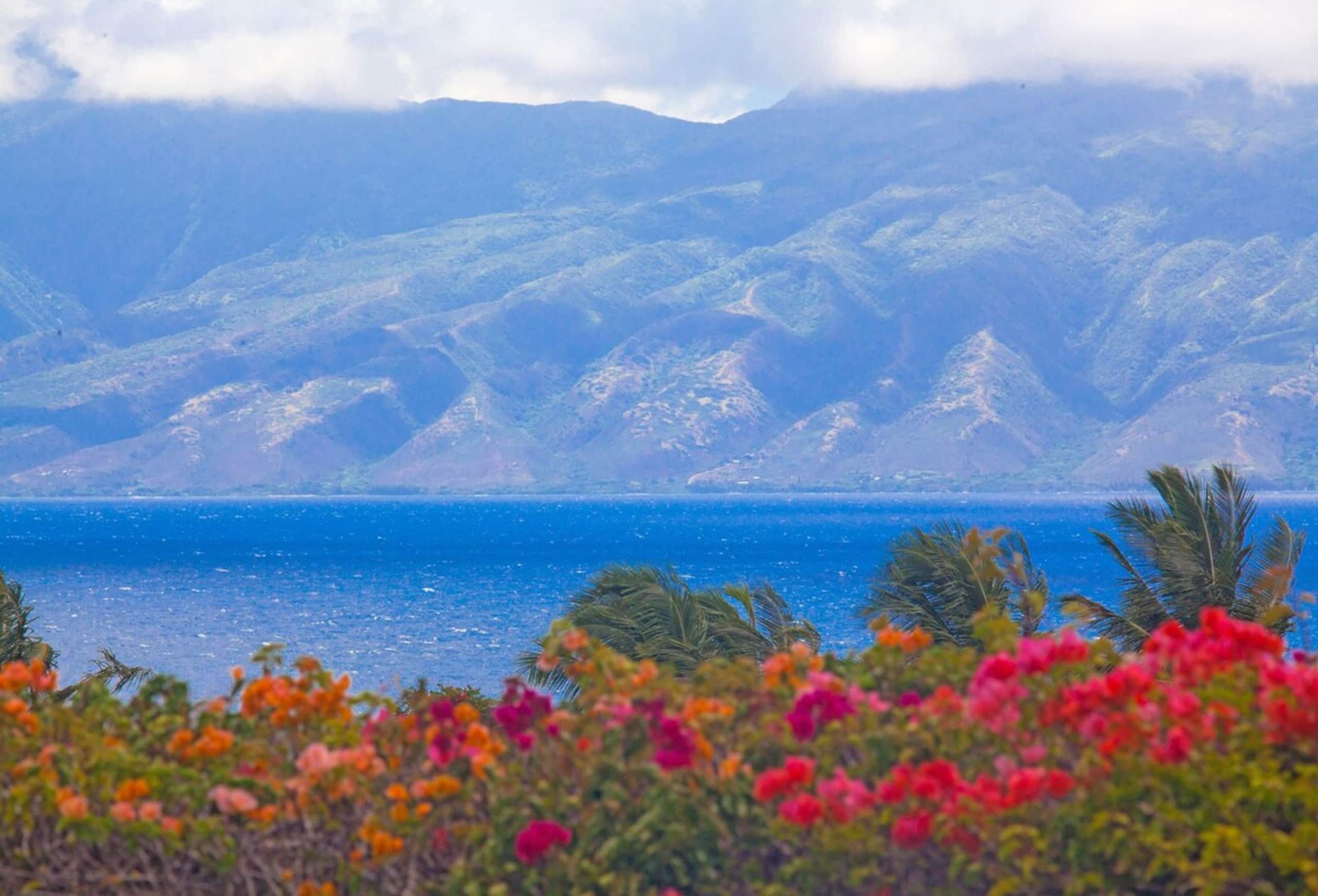 Villa in Lahaina · ★4.9 · 1 bedroom · 2 beds · 2 baths - Image 24