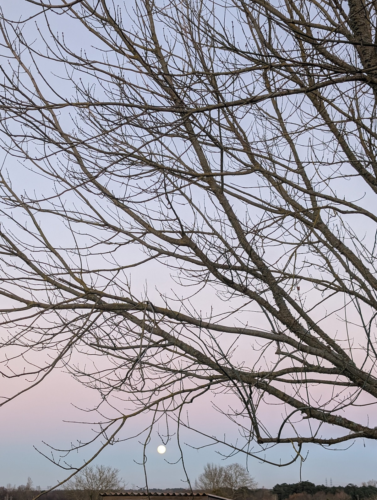 A bare tree branches stretch across the image, framed against a soft gradient sky of pastel colors. The rising moon is visible, providing a gentle illumination. The silhouette of a distant roof can be seen below the tree, enhancing the tranquil and serene atmosphere.