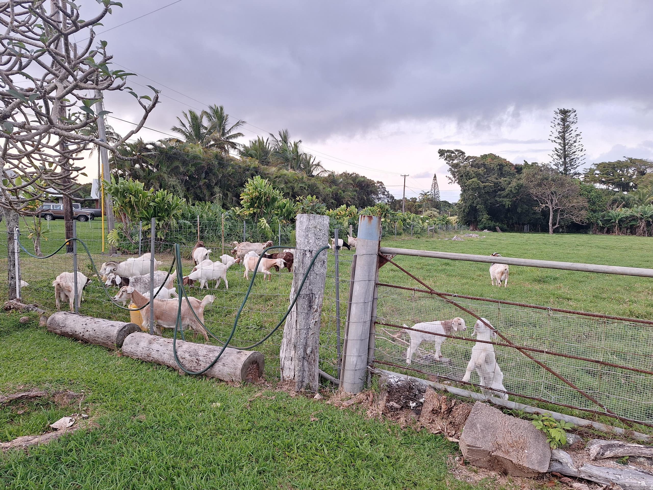 Home in Kapaau · ★4.86 · 1 bedroom · 2 beds · 1 private bath - Image 15
