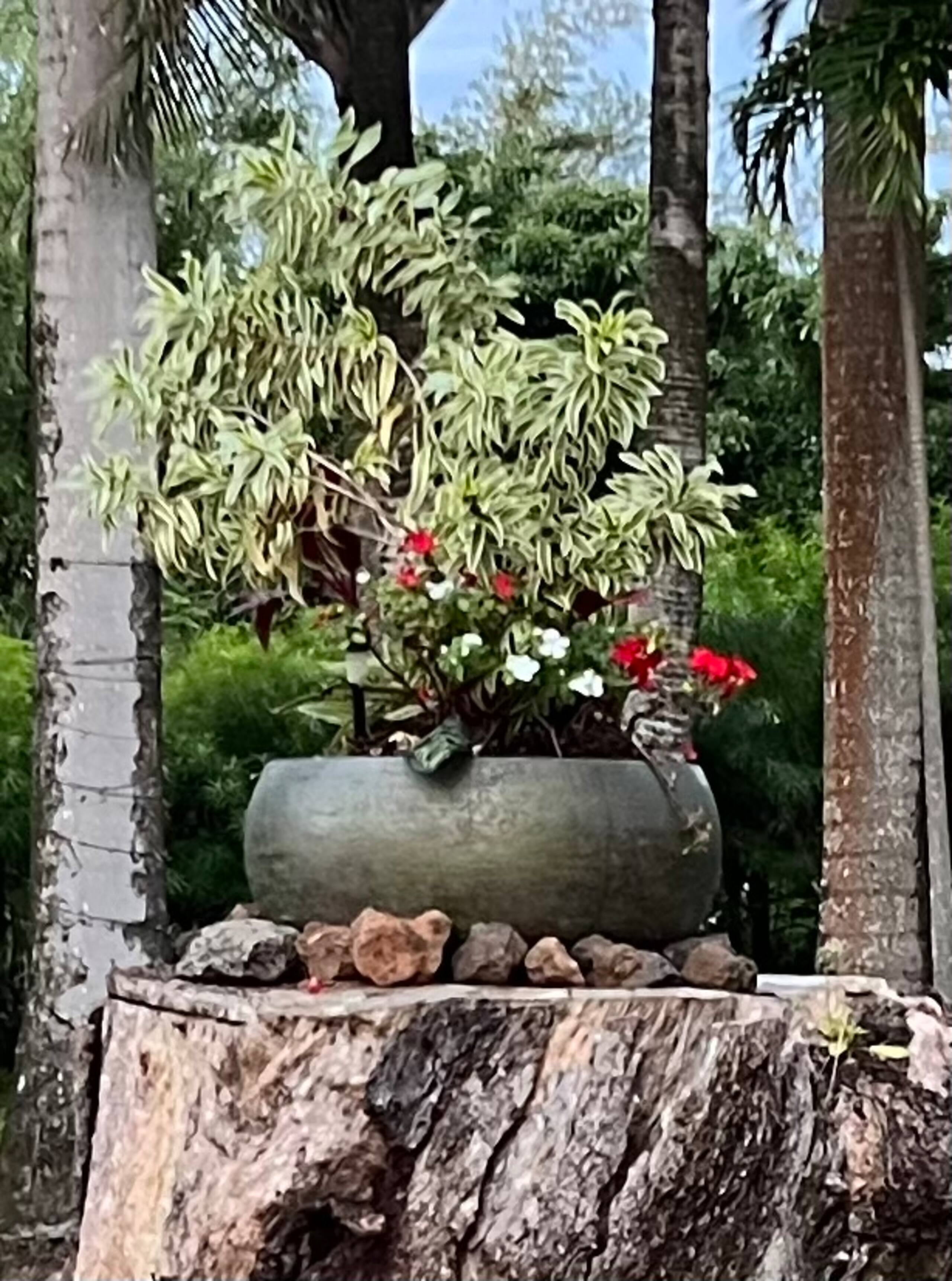 Ho'okipa Rose - Peace and Serenity - Photo 3
