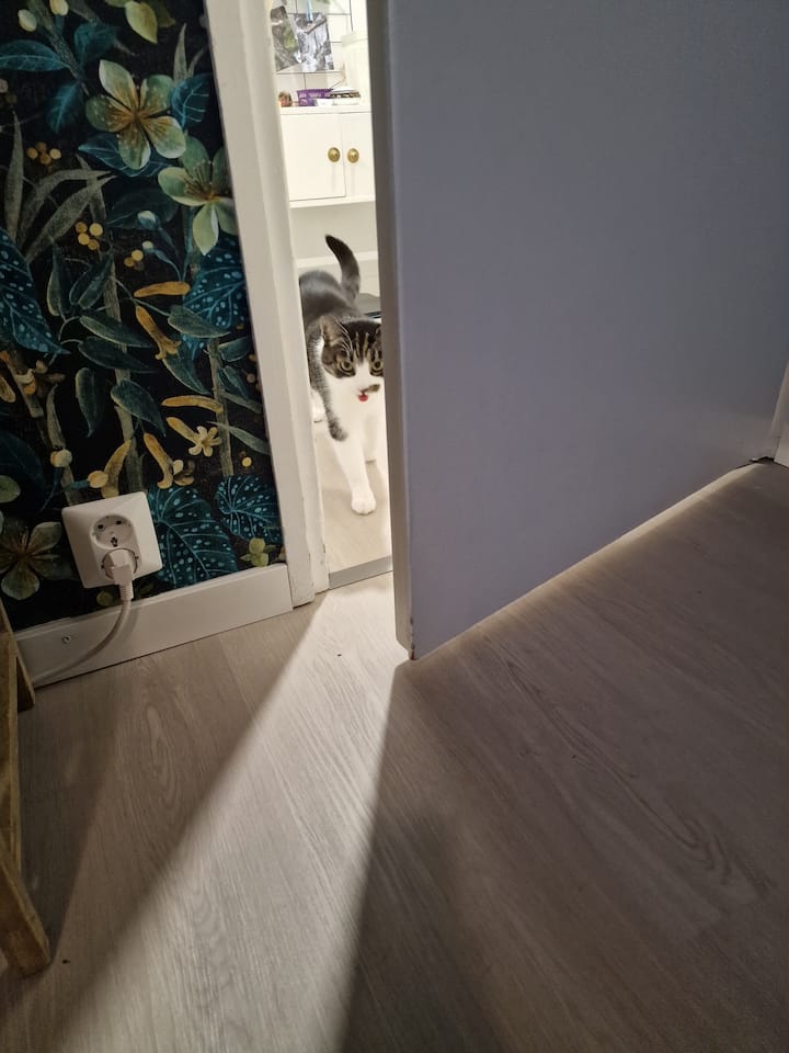 แมวอาจมาทักทายถ้าคุณต้องการ