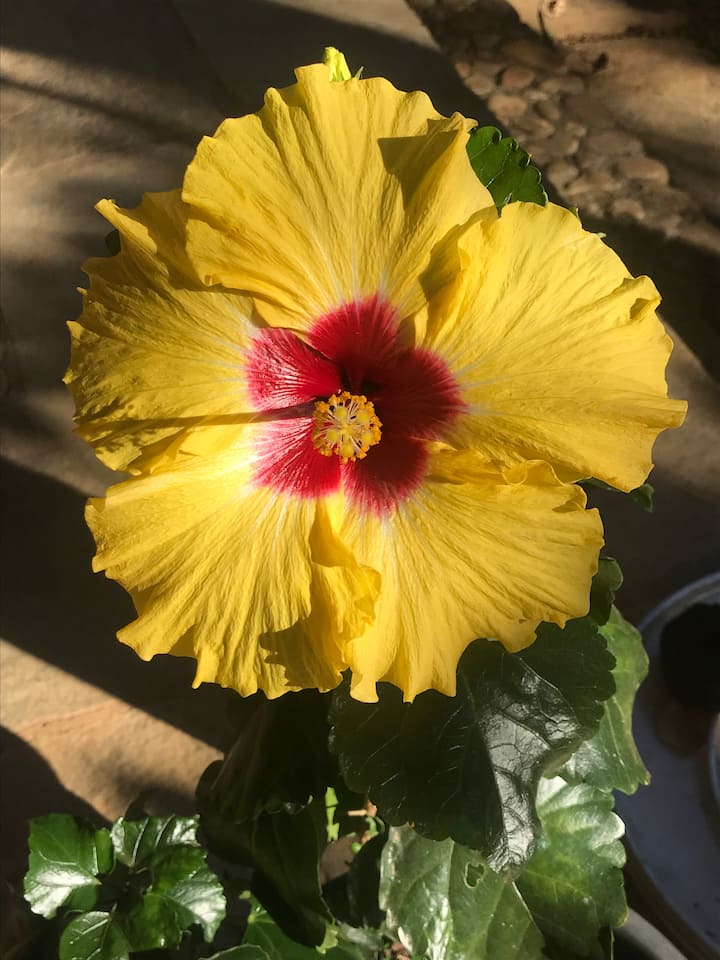 منطقة المعيشة