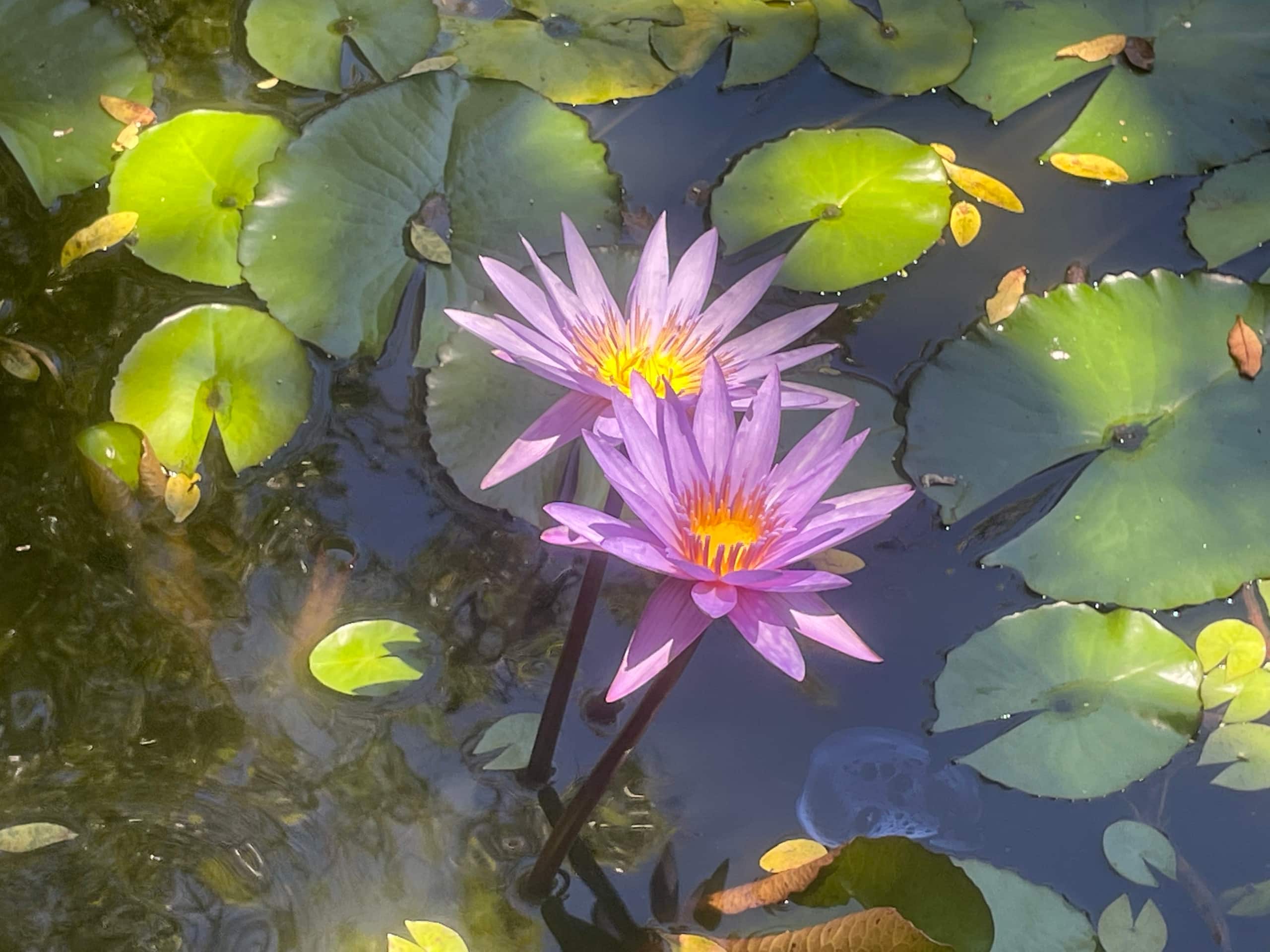 Nature Oasis, Ponds, Gardens, Green Sands Beach - Photo 21