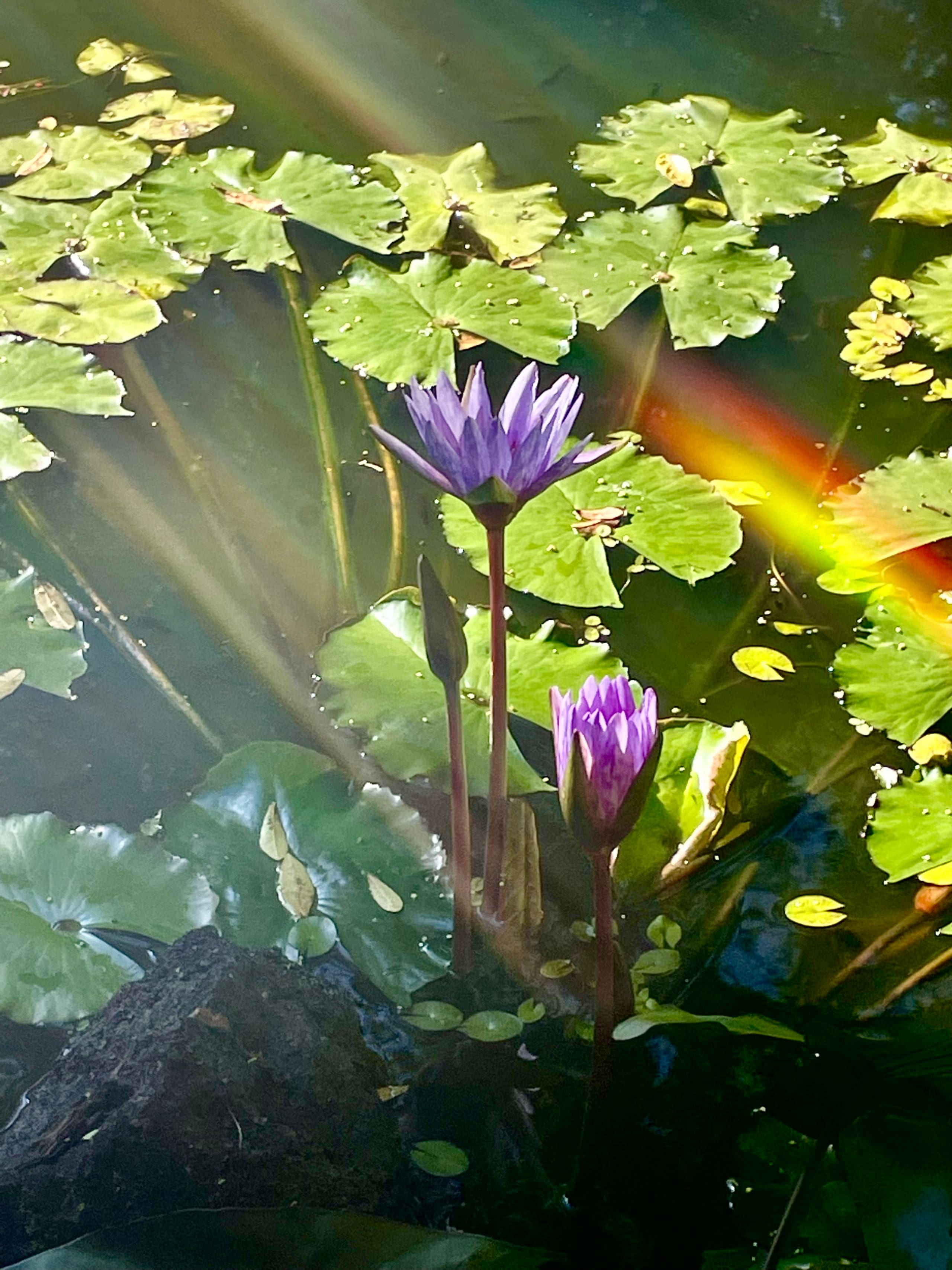 Nature Oasis, Ponds, Gardens, Green Sands Beach - Photo 25