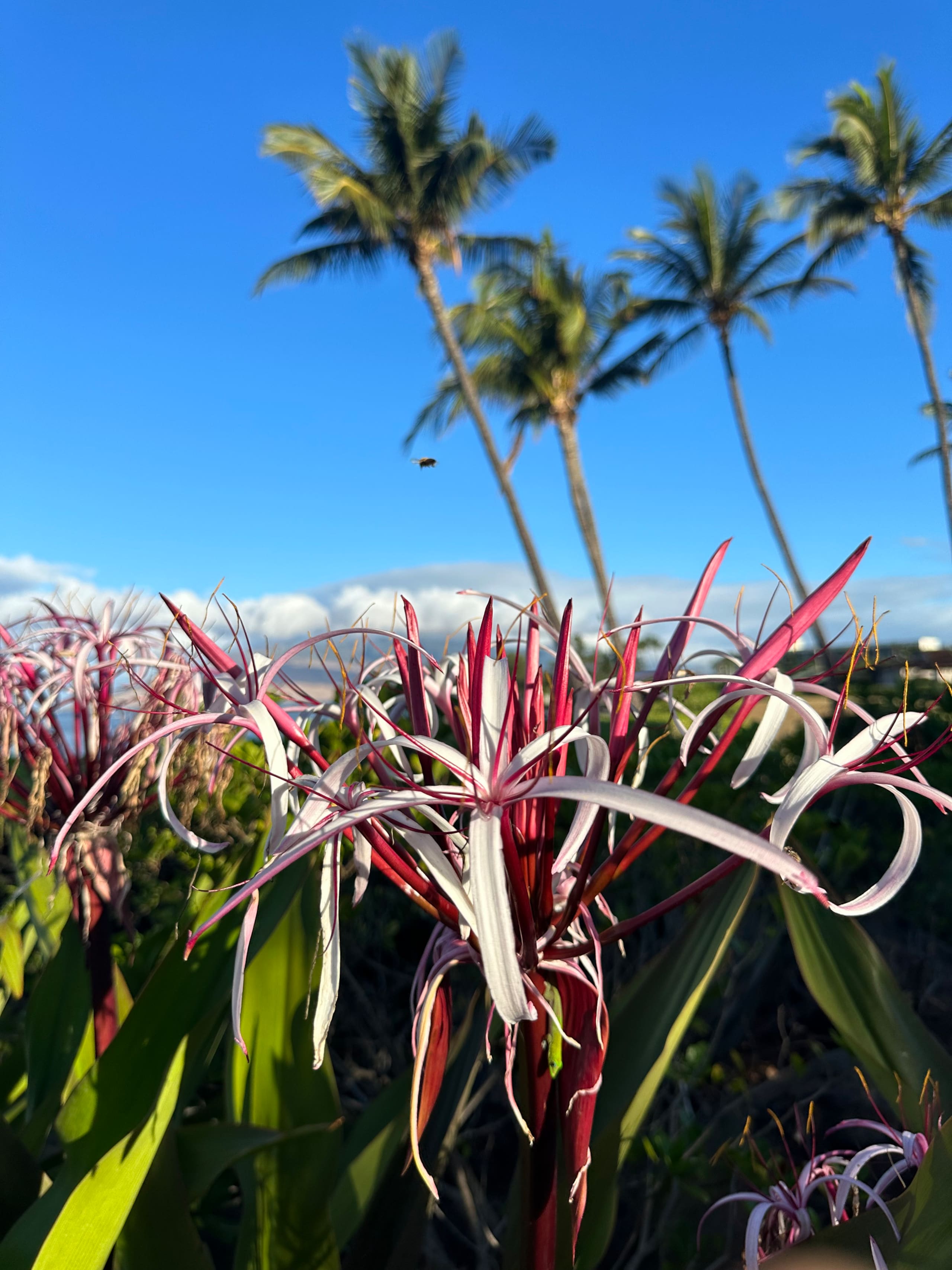 Secluded 3bd/2ba Beach Bungalow in Central Kihei - Image 102