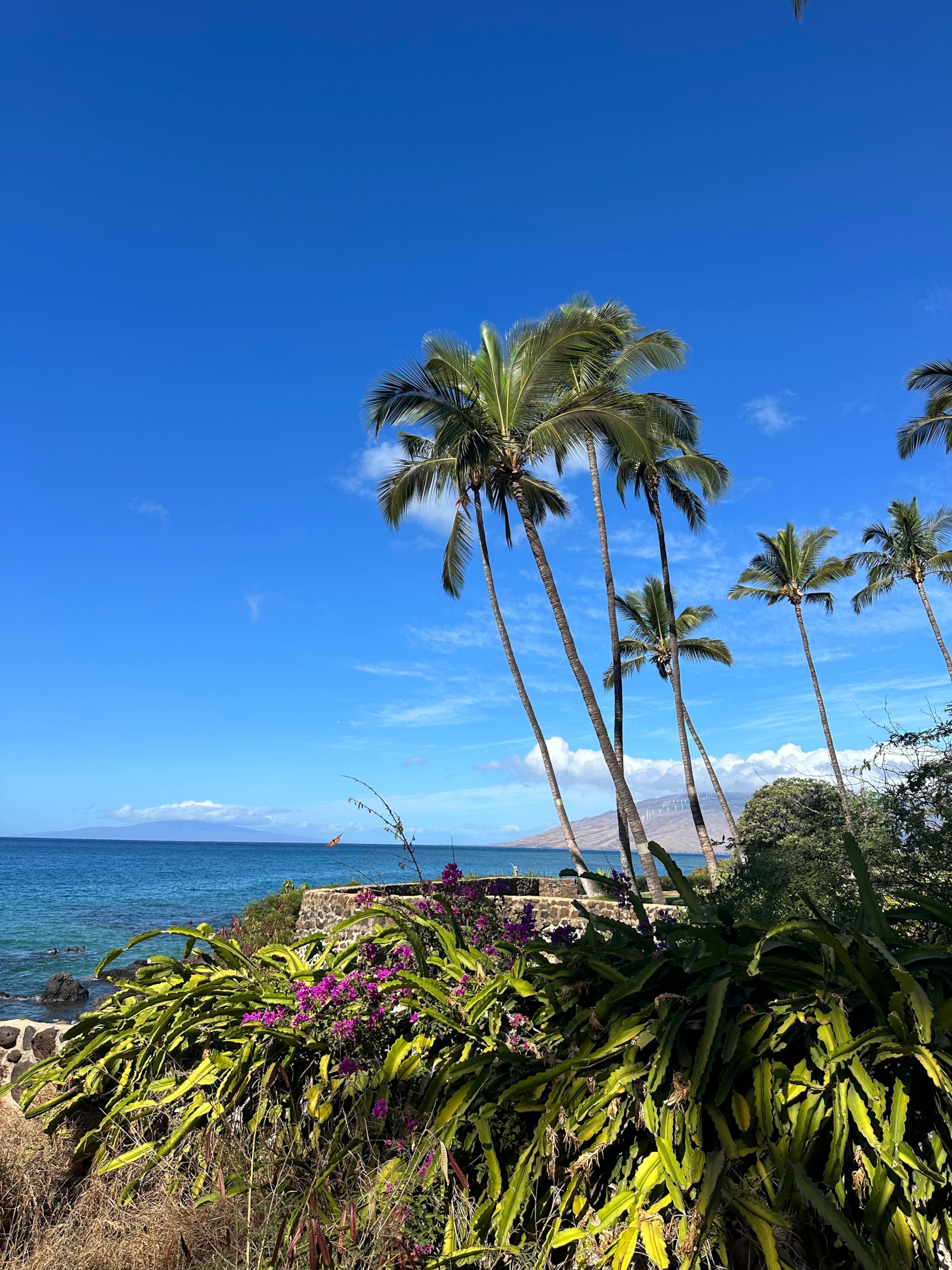 Secluded 3bd/2ba Beach Bungalow in Central Kihei - Image 101