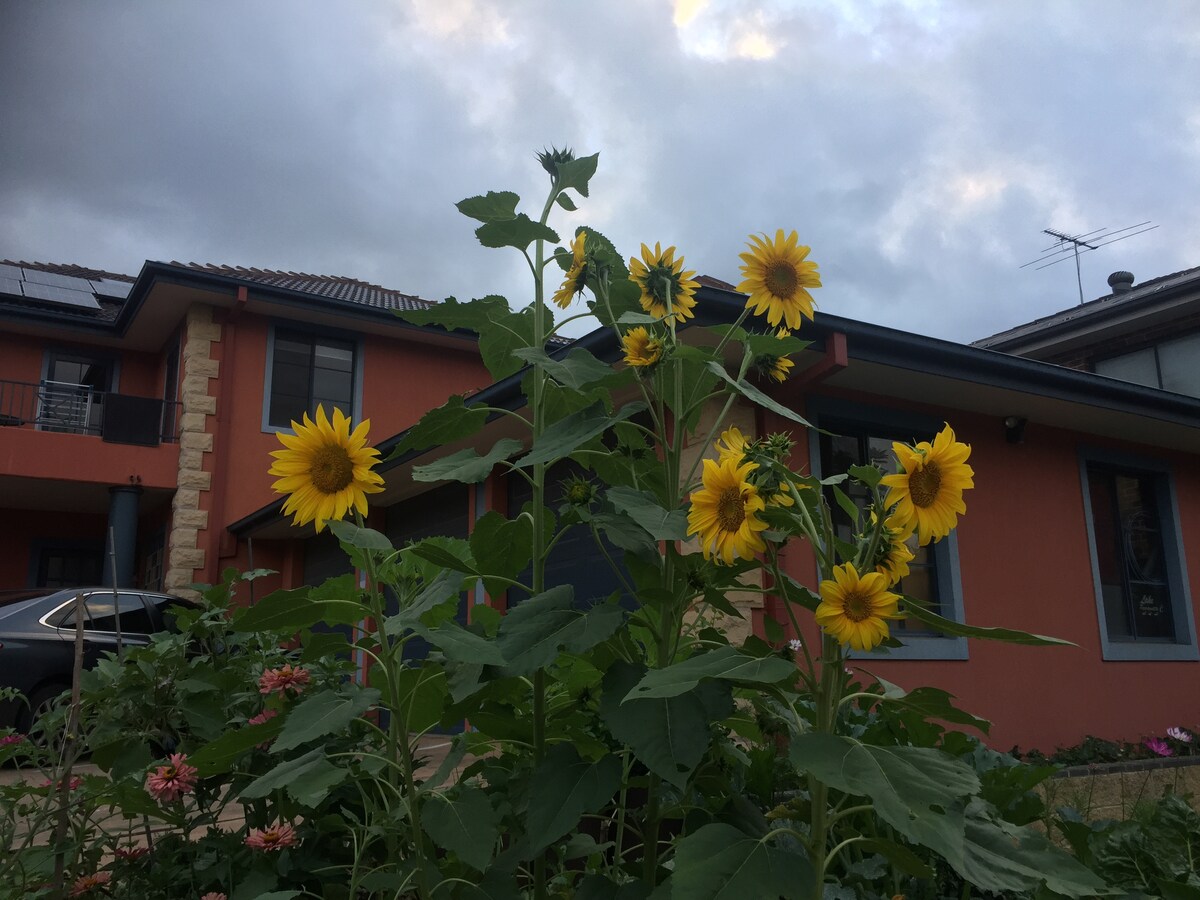 Veggie Patch