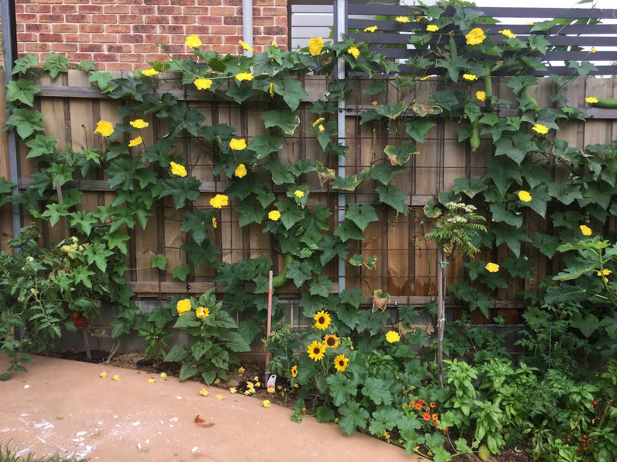 Veggie Patch