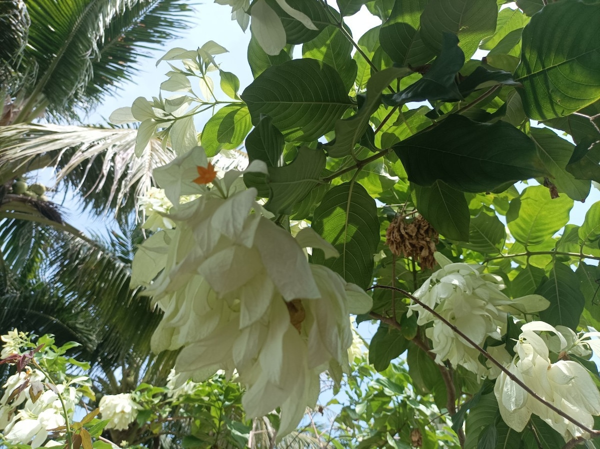 A cluster of large, white flowers is seen among lush, green leaves. The petals appear slightly ruffled, and a hint of orange is visible on one of the flowers. Sunlight filters through the foliage, creating a serene and natural atmosphere.