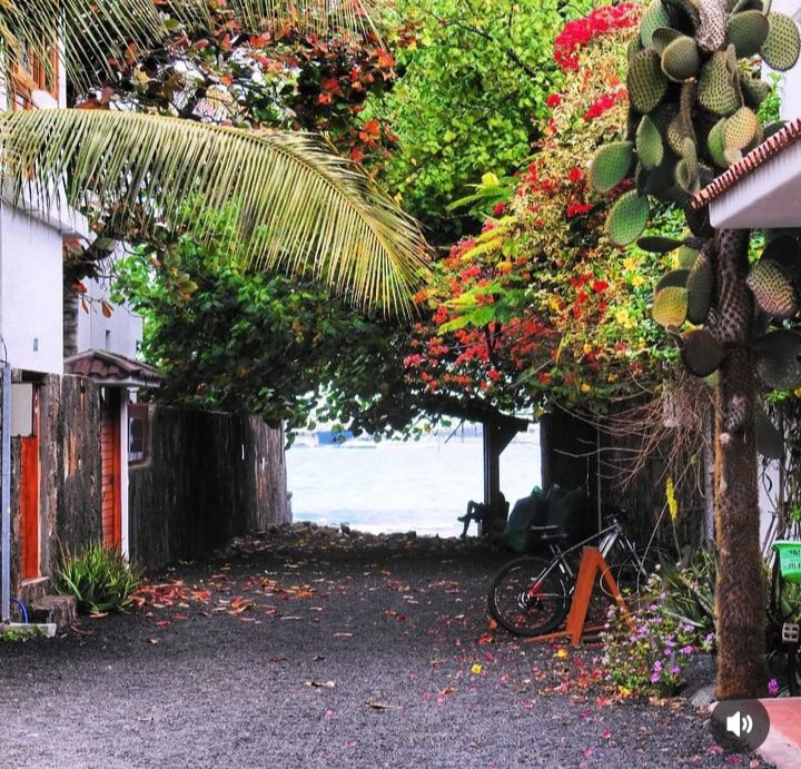 A tranquil pathway lined with vibrant green trees and flowering plants leads towards the waterfront. A bicycle is positioned on the gravel surface, complemented by a rustic wooden chair. The natural canopy creates a serene atmosphere, inviting exploration of the surrounding area.