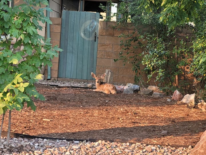 New Lvp, Pets W/no Fees, Location, Fenced Yard - Colorado