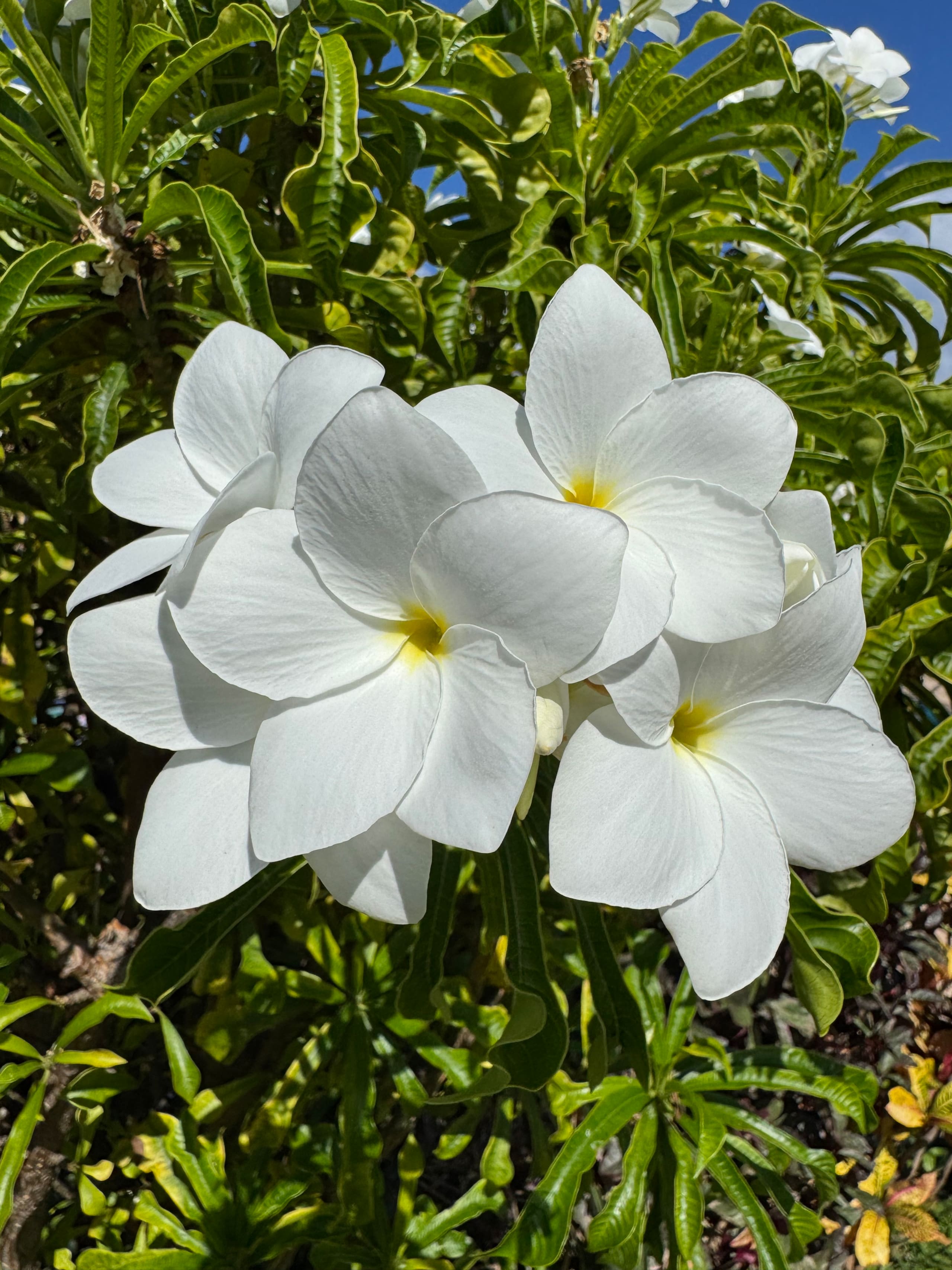 Condo in Lahaina · ★4.97 · Studio · 1 bed · 1 bath - Image 7