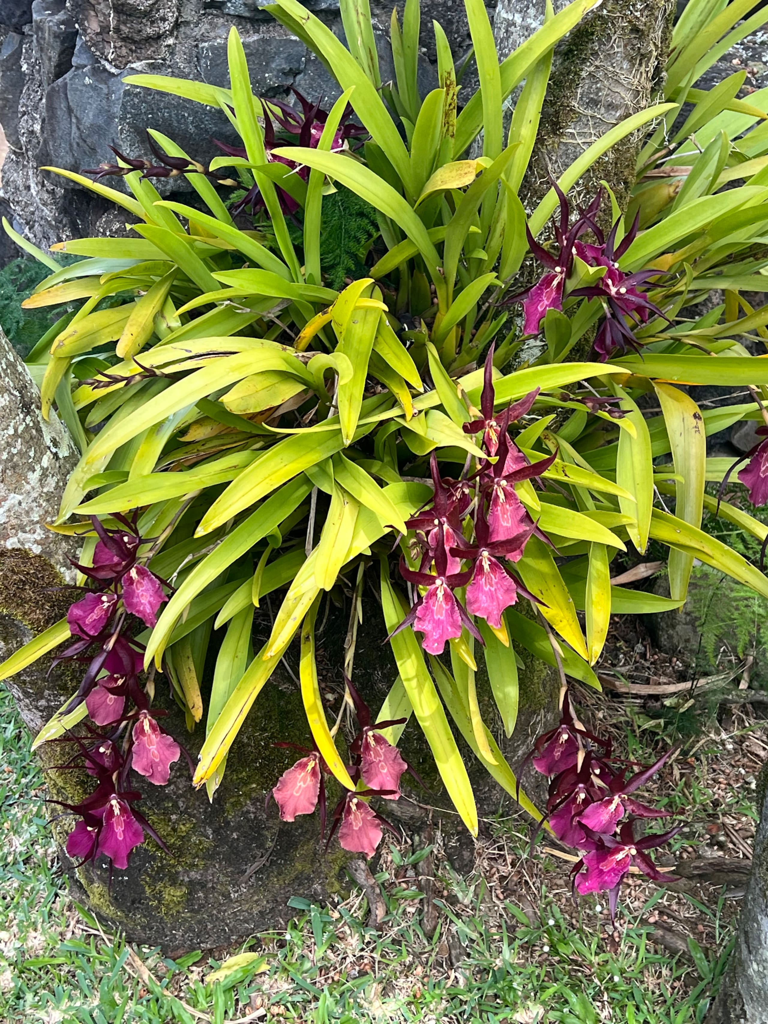 Kilauea Coconut House: TA-167-610-7776-01 TVNC1130 - Photo 37