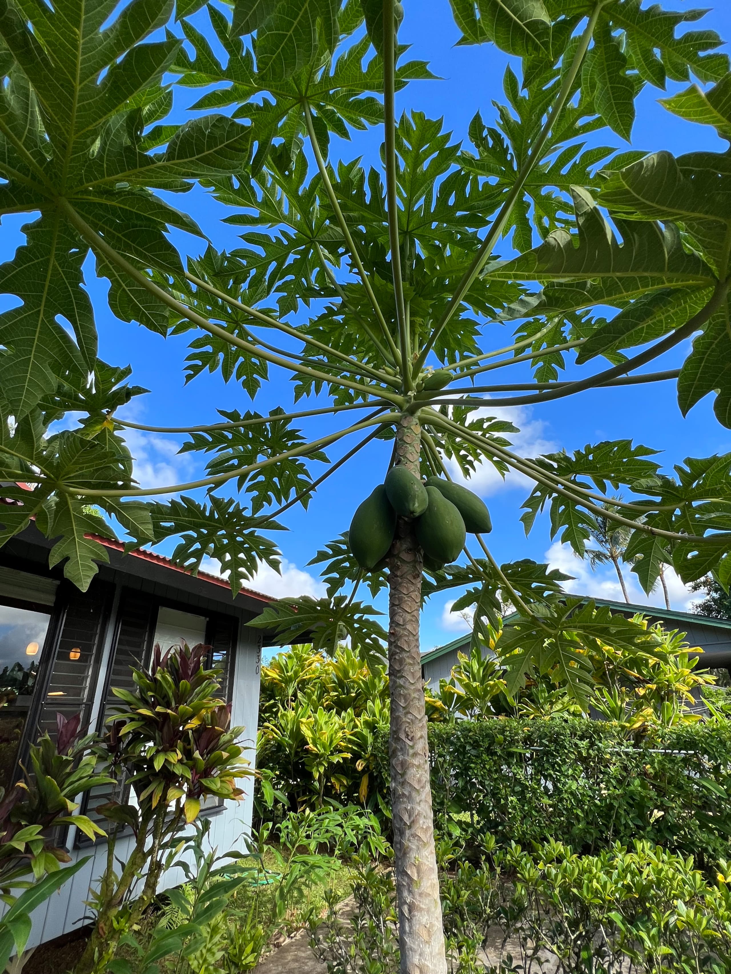Kilauea Coconut House: TA-167-610-7776-01 TVNC1130 - Photo 31