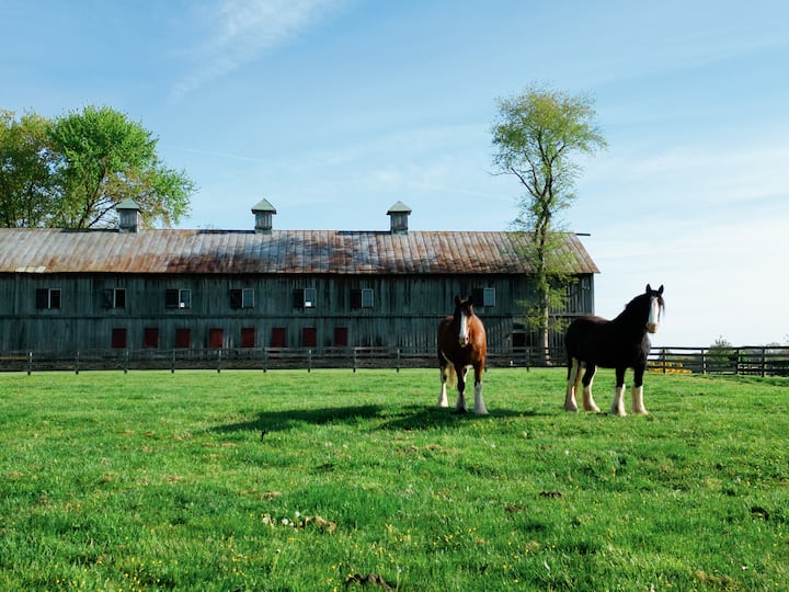 Cozy Cuddle up on 1700's Clydesdale Farm - Farm stays for Rent in