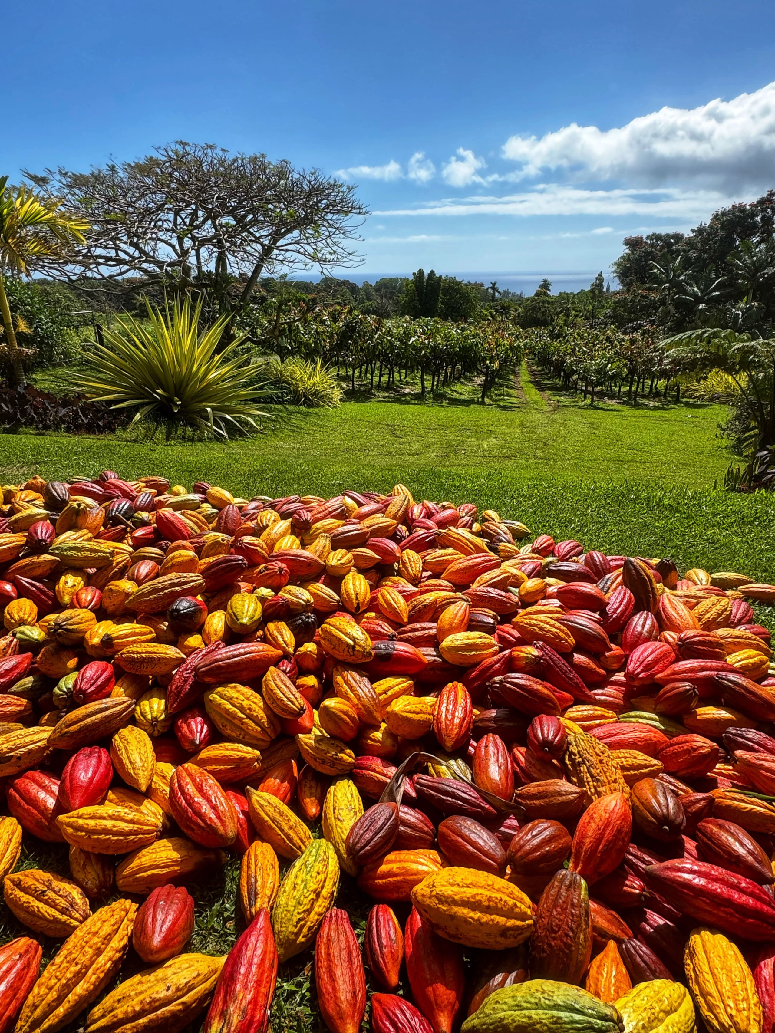 Hilo Bay Room at the Hamakua Chocolate Farm - Image 26