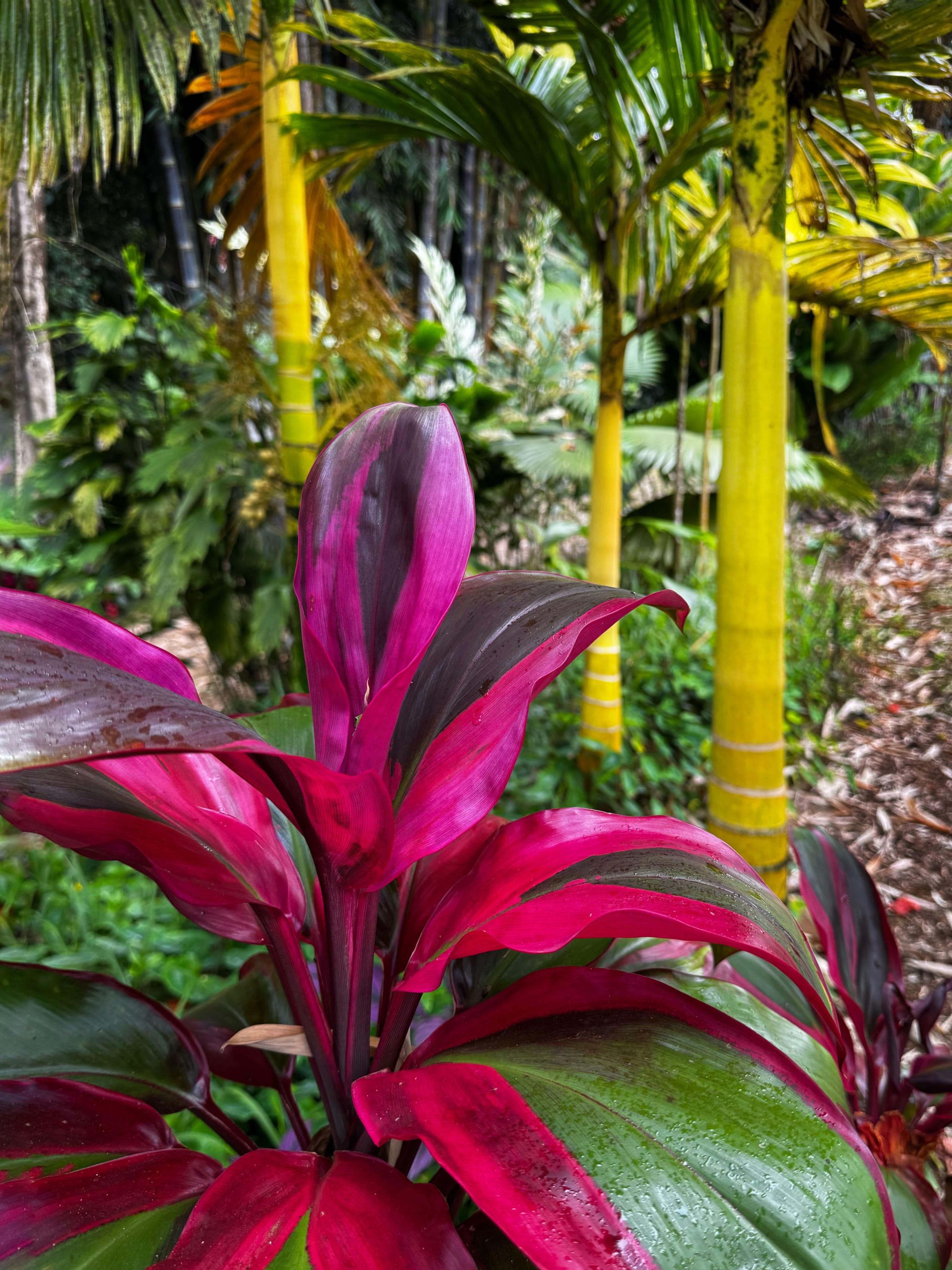 Hilo Bay Room at the Hamakua Chocolate Farm - Image 23
