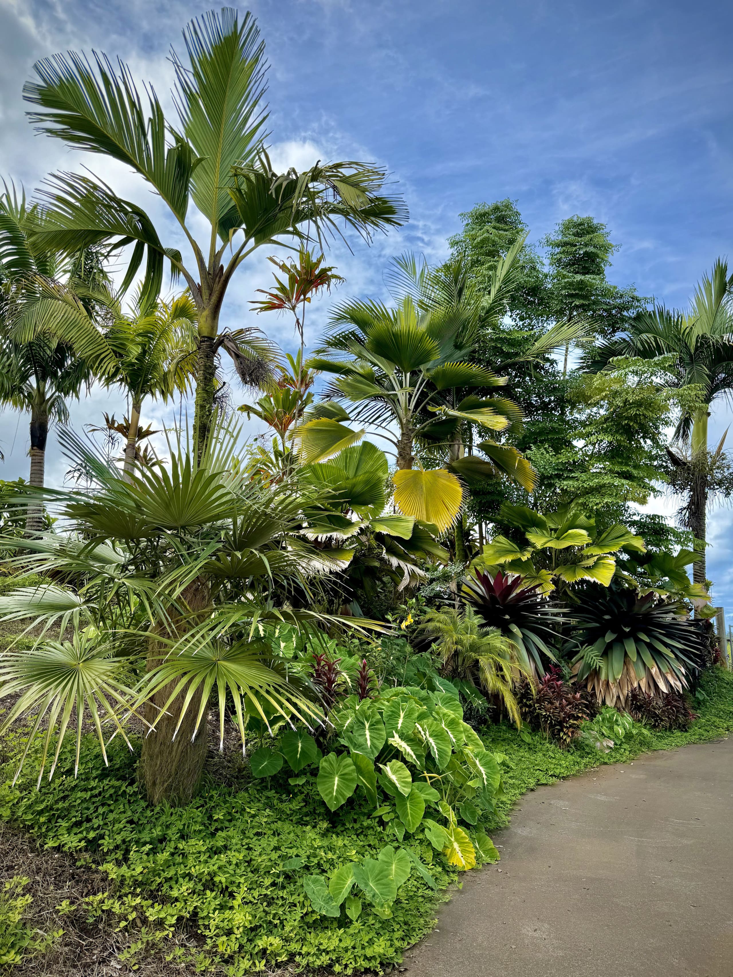 Hilo Bay Room at the Hamakua Chocolate Farm - Image 17