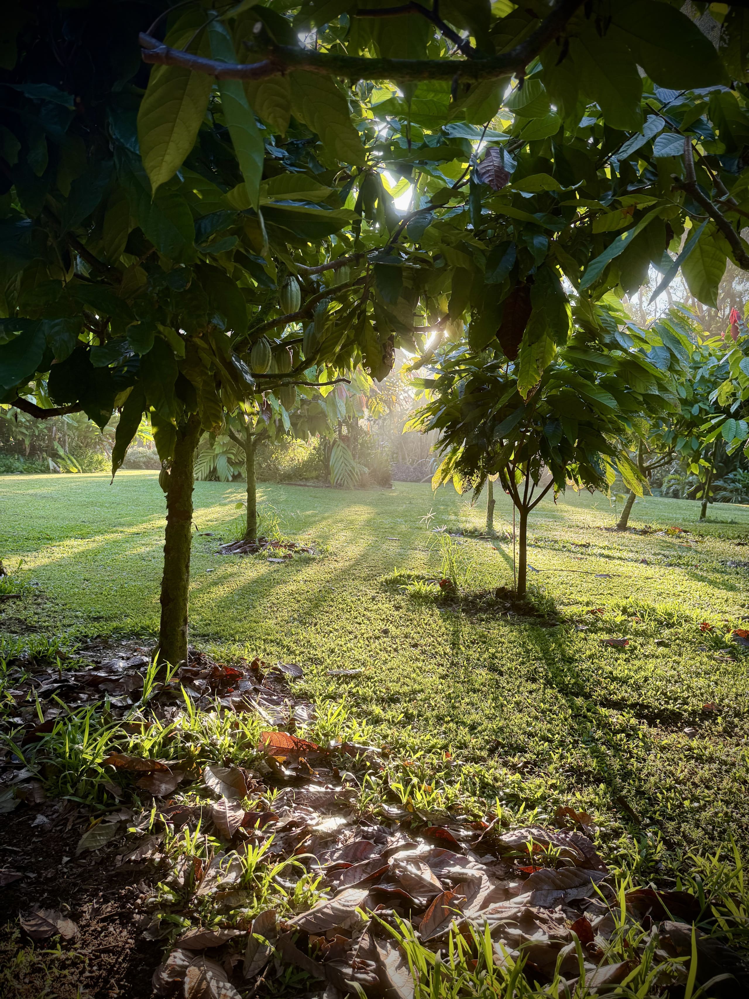 Hilo Bay Room at the Hamakua Chocolate Farm - Image 22