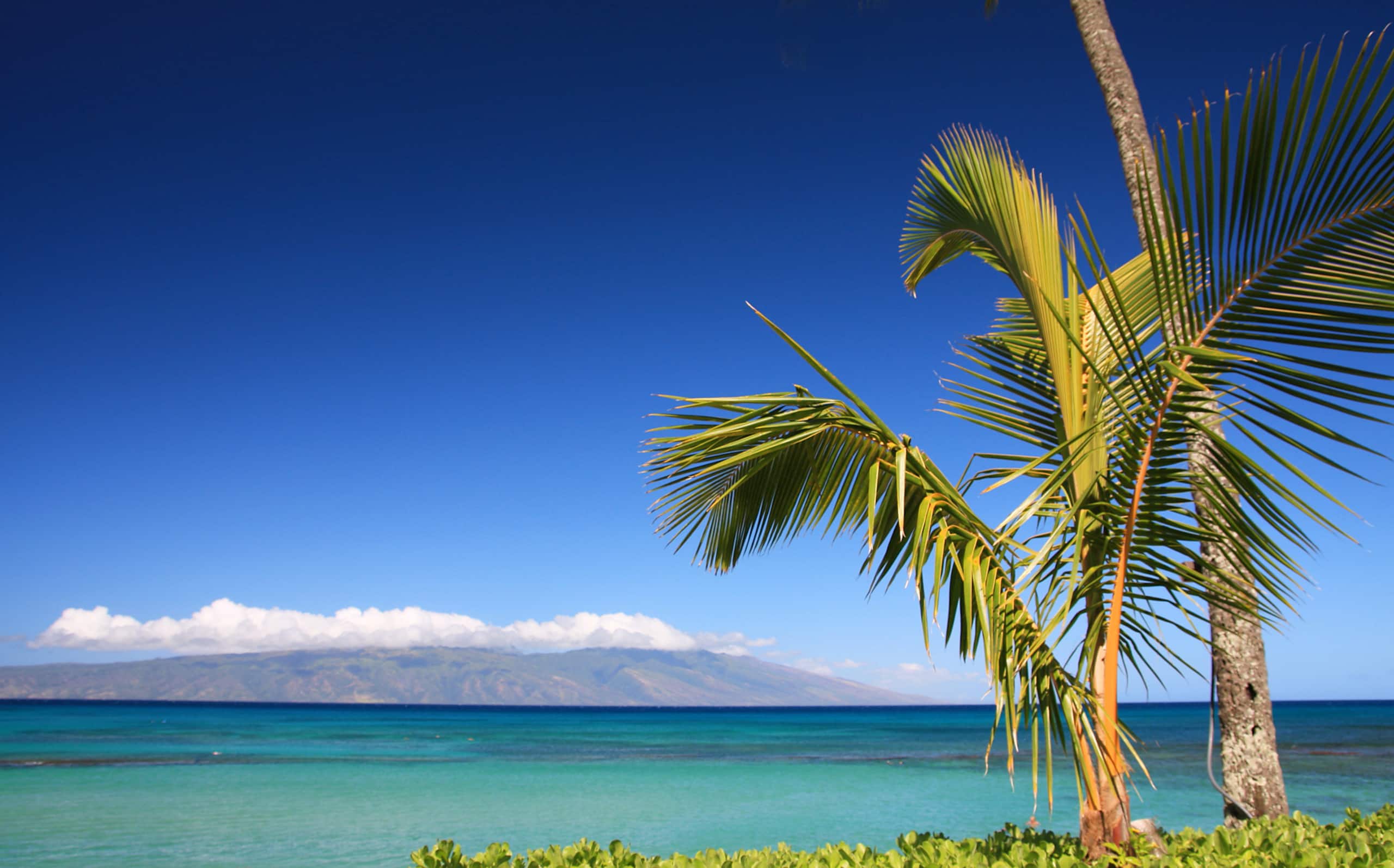 Condo in Wailuku · ★4.9 · 1 bedroom · 2 beds · 1 bath - Image 43