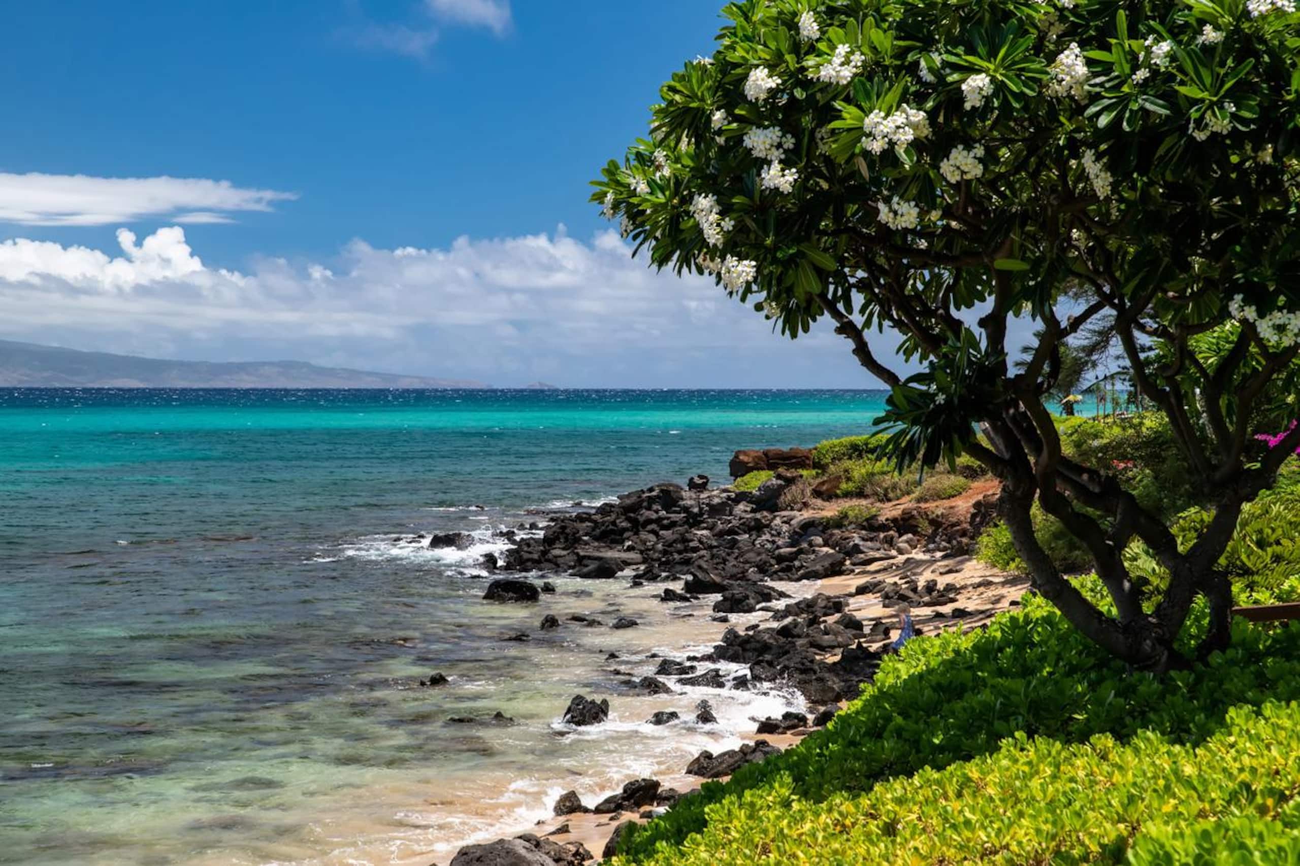 Oceanfront Kuleana 401 - Gorgeous Ground Floor - Image 24