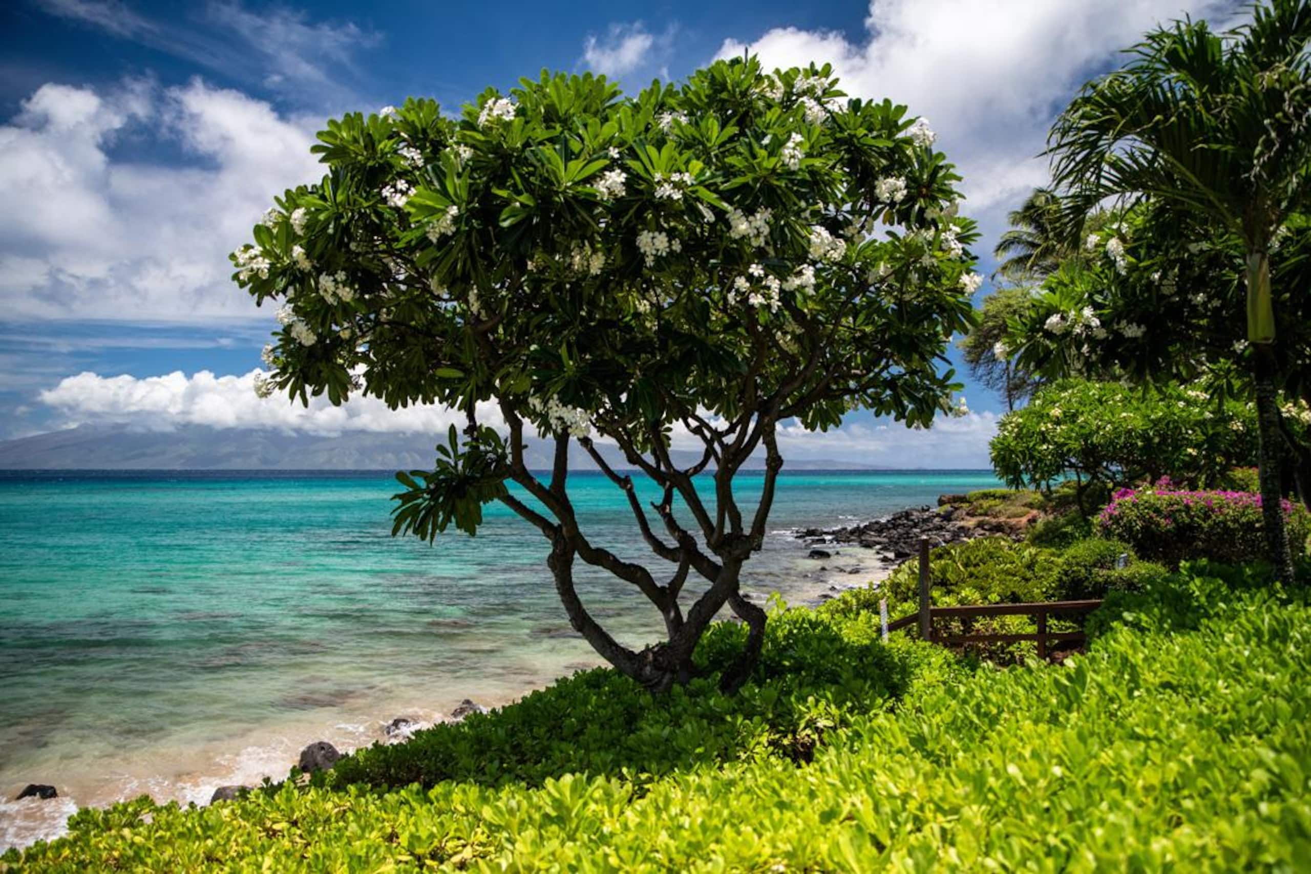 Oceanfront Kuleana 401 - Gorgeous Ground Floor - Image 23