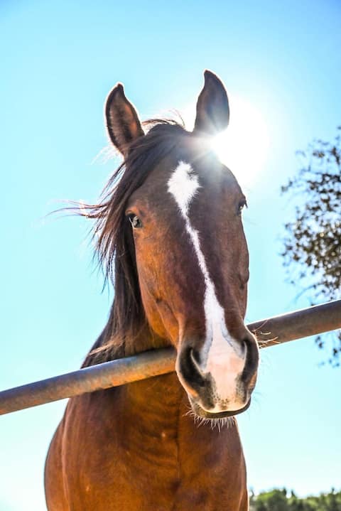 Horse Ranch Retreat Cottage | Peaceful Getaway
