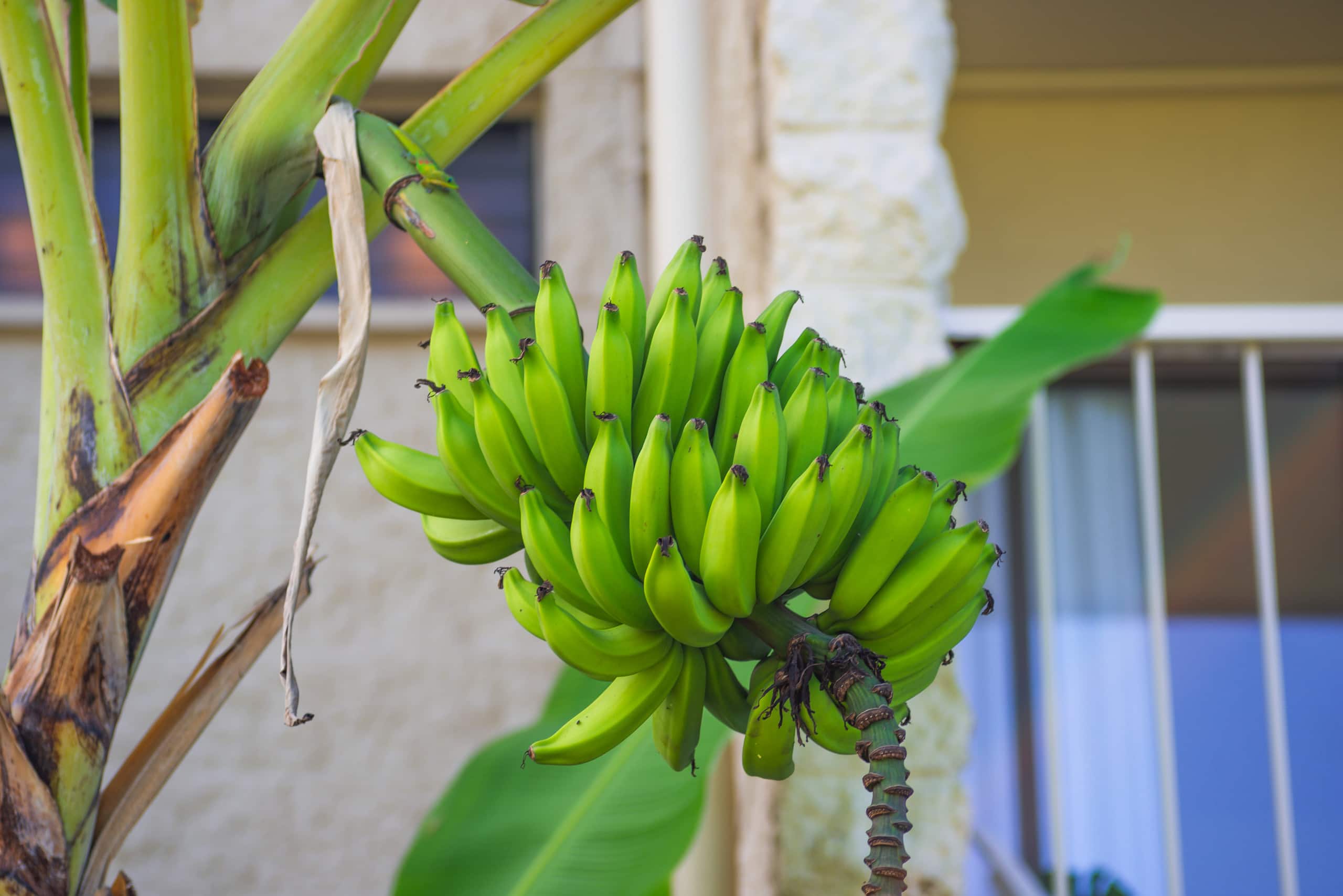 Condo in Kailua-Kona · ★4.92 · 2 bedrooms · 2 beds · 2 private baths - Image 44