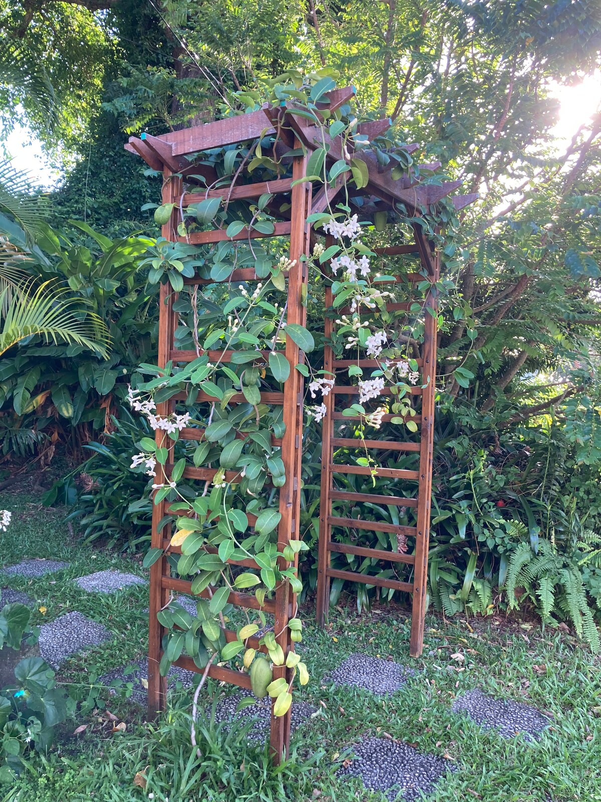 A wooden trellis is framed by lush tropical greenery, adorned with climbing vines and delicate white flowers. Soft sunlight filters through the leaves, creating a serene natural setting. Stone pathways meander through the garden, leading to the charming trellis.