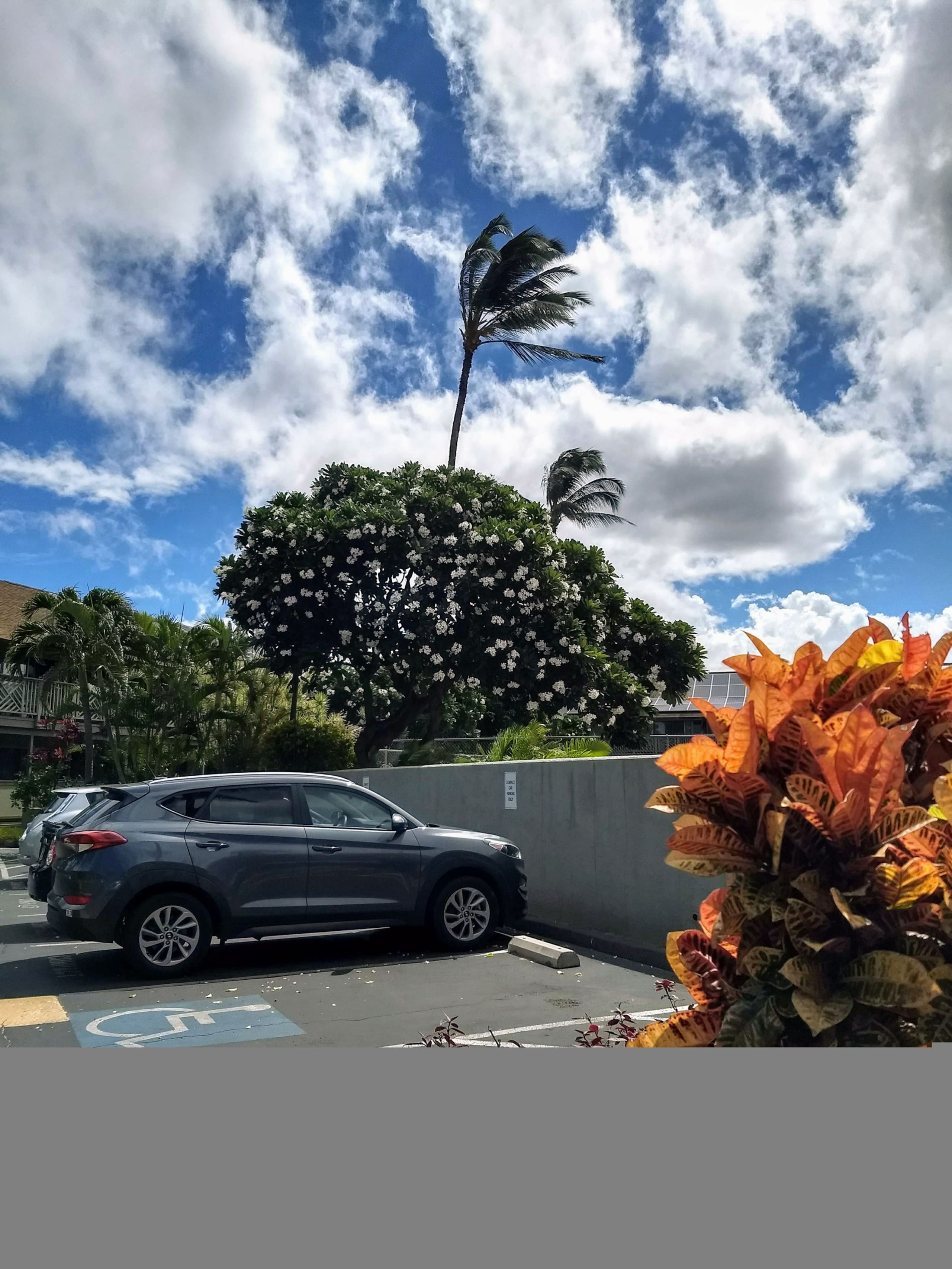 Condo in Kihei · ★4.78 · Studio · 1 bed · 1 bath - Image 14