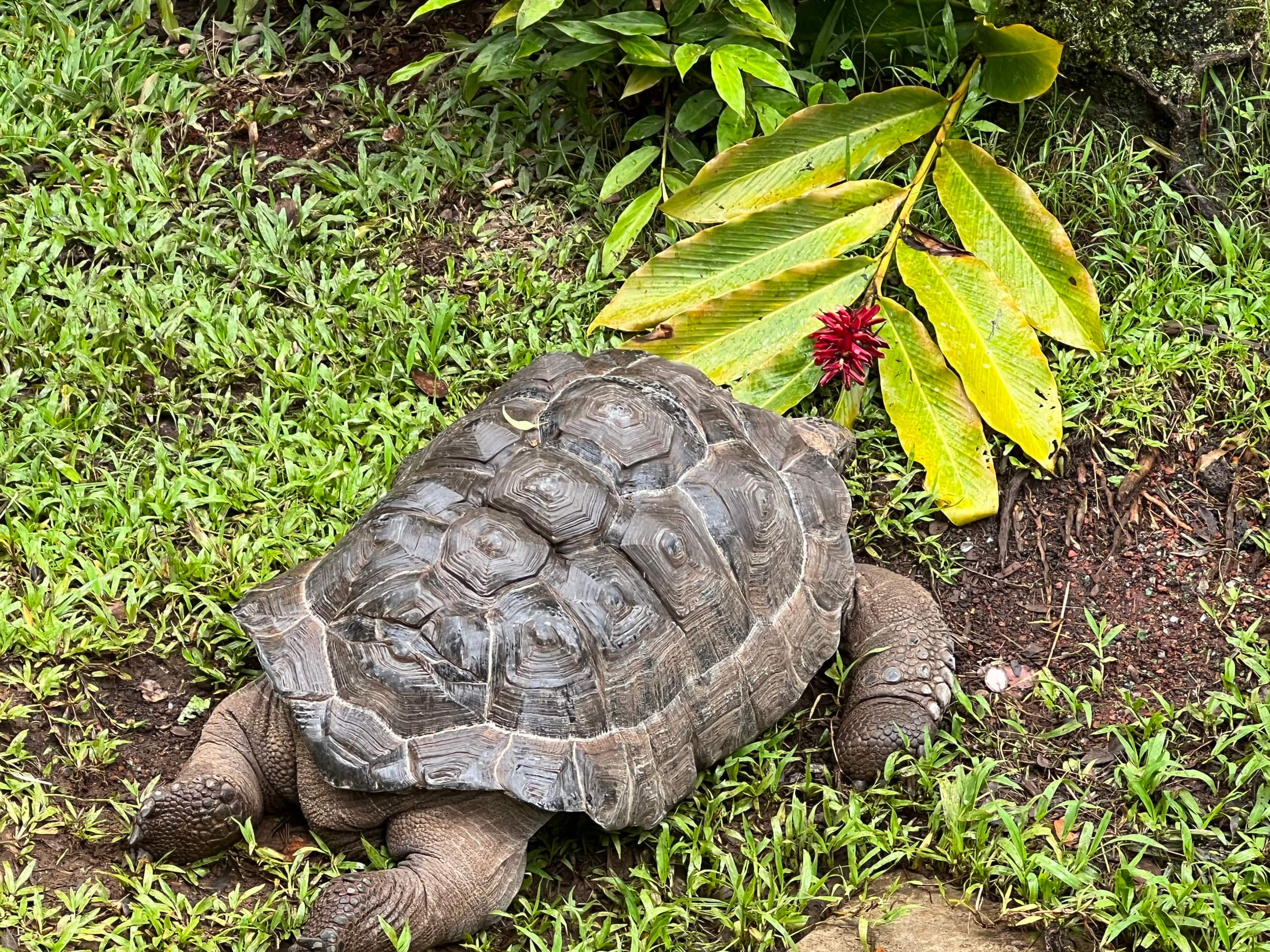 Home in Kailua-Kona · ★4.87 · 1 bedroom · 1 bed · 1 shared bath - Image 44