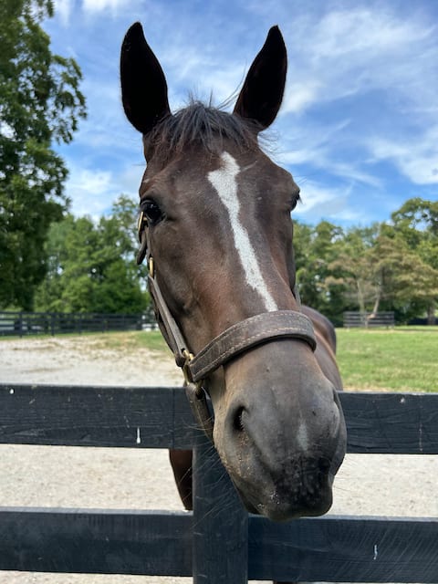 Creekview Farm: Horses, Bourbon, and Sunsets
