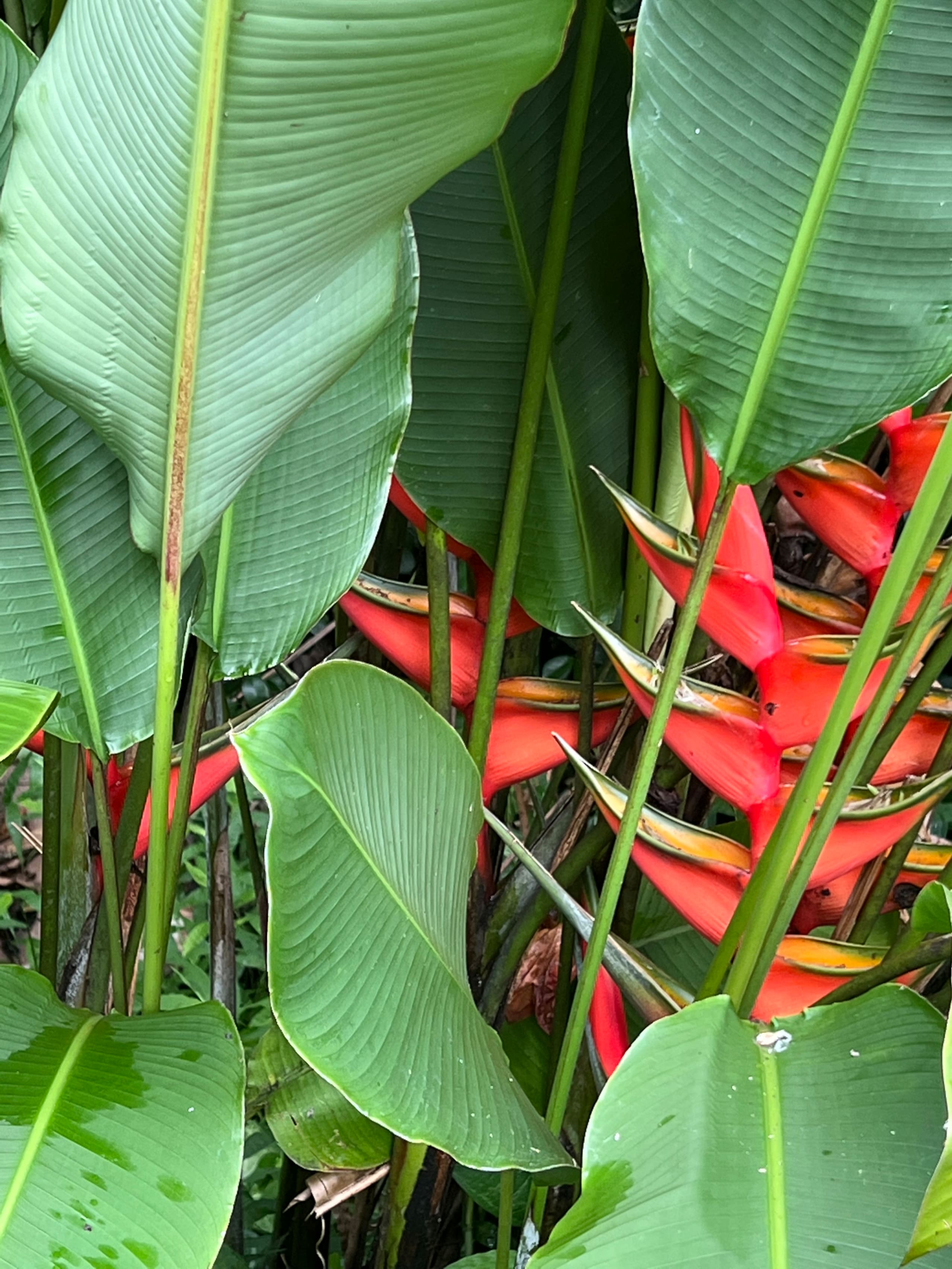 Home in Kailua-Kona · ★4.87 · 1 bedroom · 1 bed · 1 shared bath - Image 46