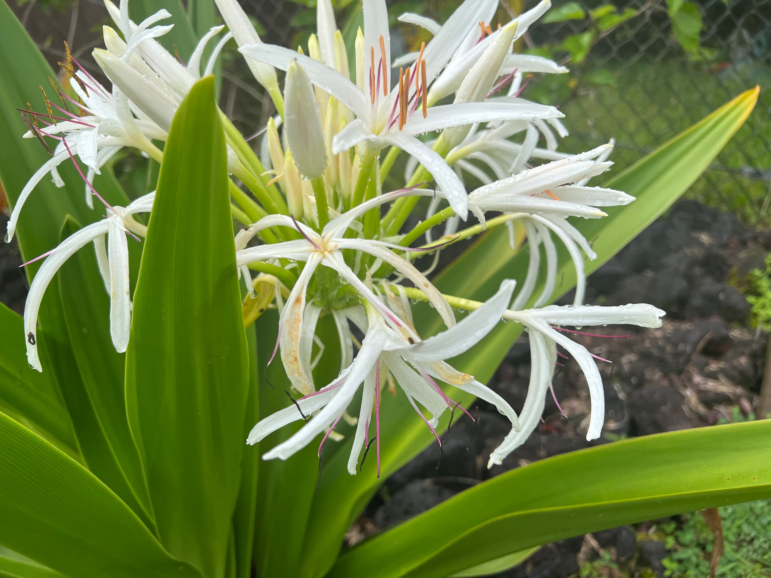 Home in Kailua-Kona · ★4.87 · 1 bedroom · 1 bed · 1 shared bath - Image 35