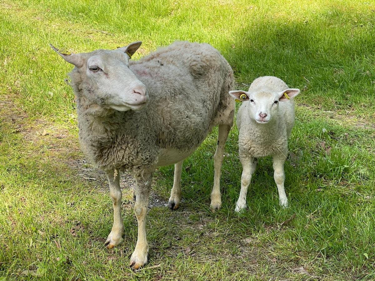 A calm sheep and a young lamb stand together on lush green grass. The sheep's textured wool appears soft and fluffy, while the lamb presents a smooth white coat. The scene conveys a serene atmosphere in a rural setting.
