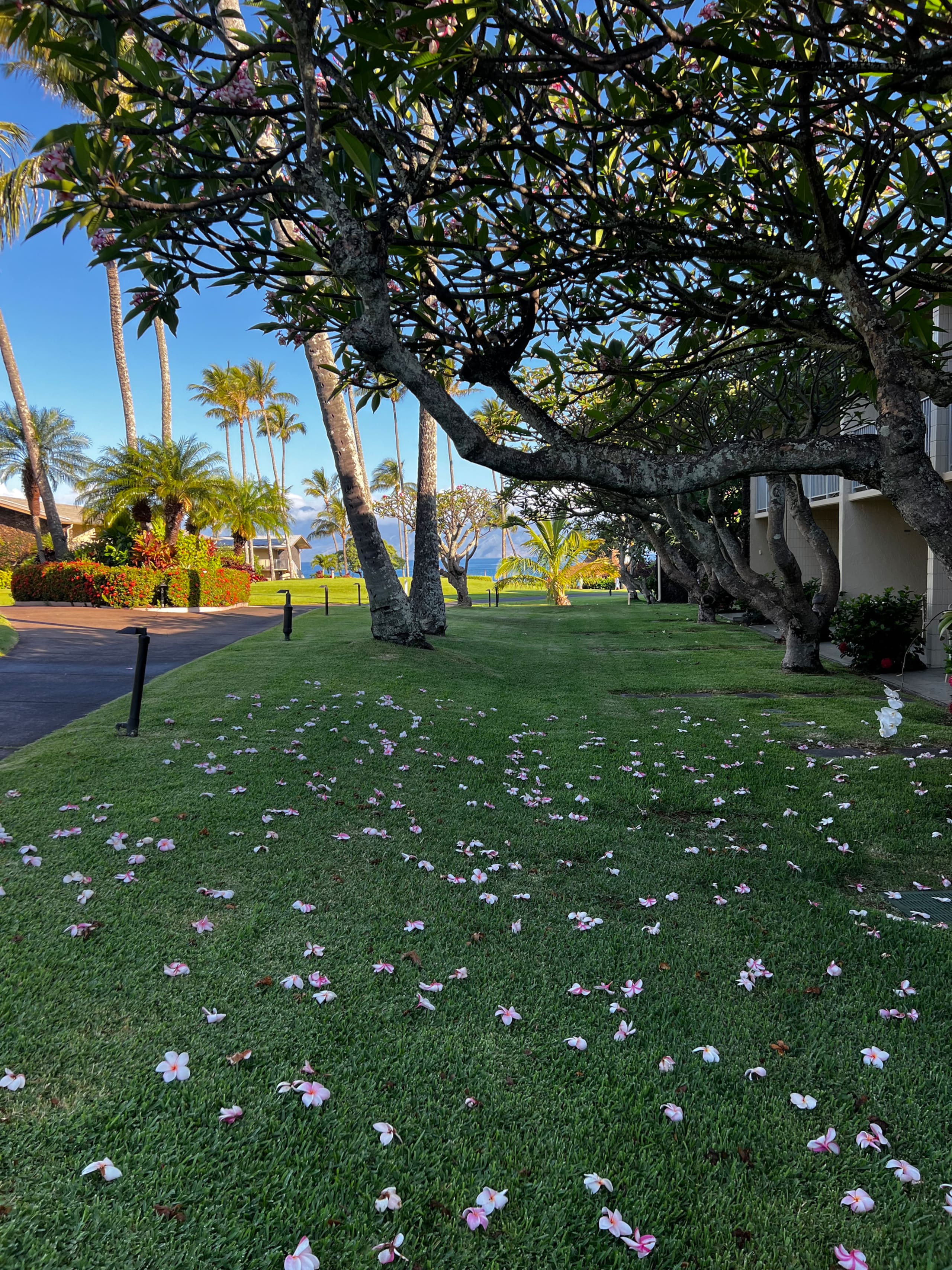 Resort in Lahaina · ★4.85 · Studio · 2 beds · 1 private bath - Image 9