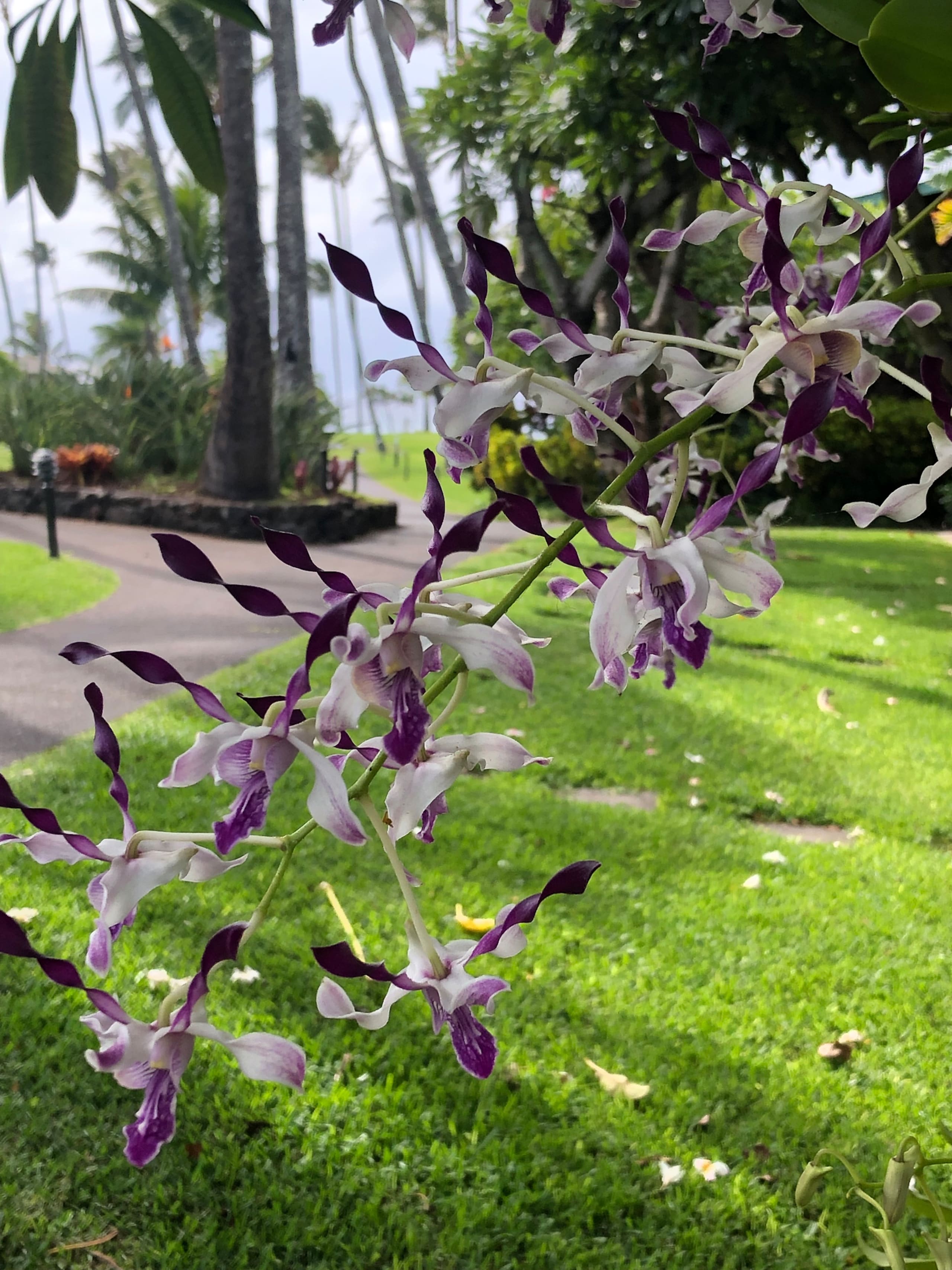 Resort in Lahaina · ★4.85 · Studio · 2 beds · 1 private bath - Image 10