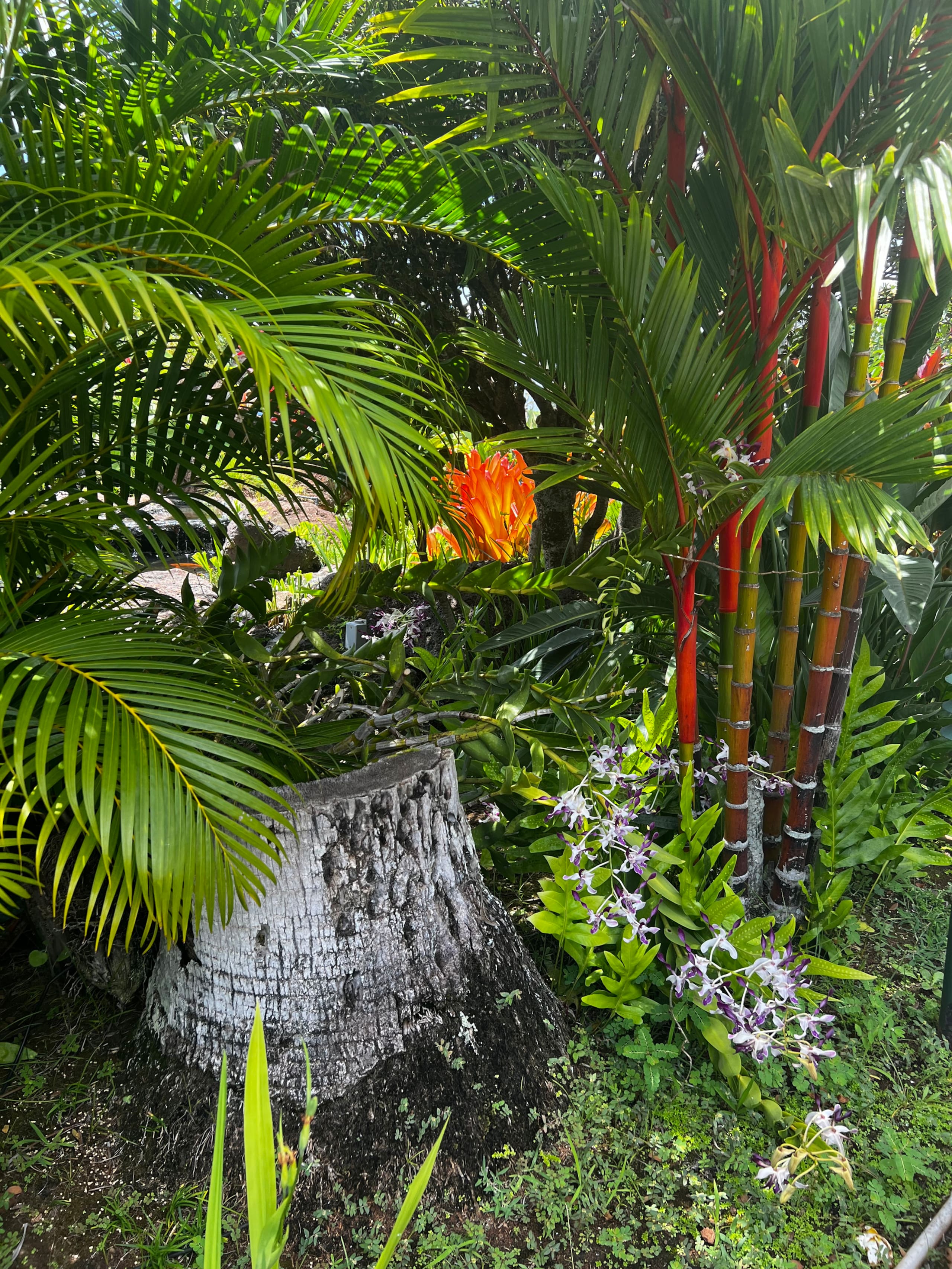 Resort in Lahaina · ★4.85 · Studio · 2 beds · 1 private bath - Image 4