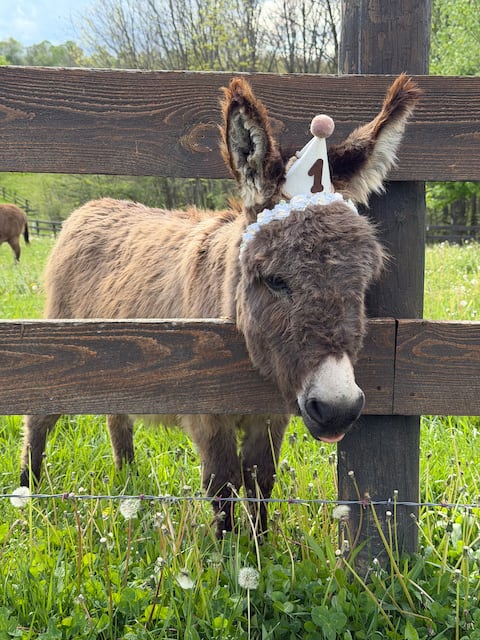 Charming Red Cottage Escape~ Meet our mini Donkeys