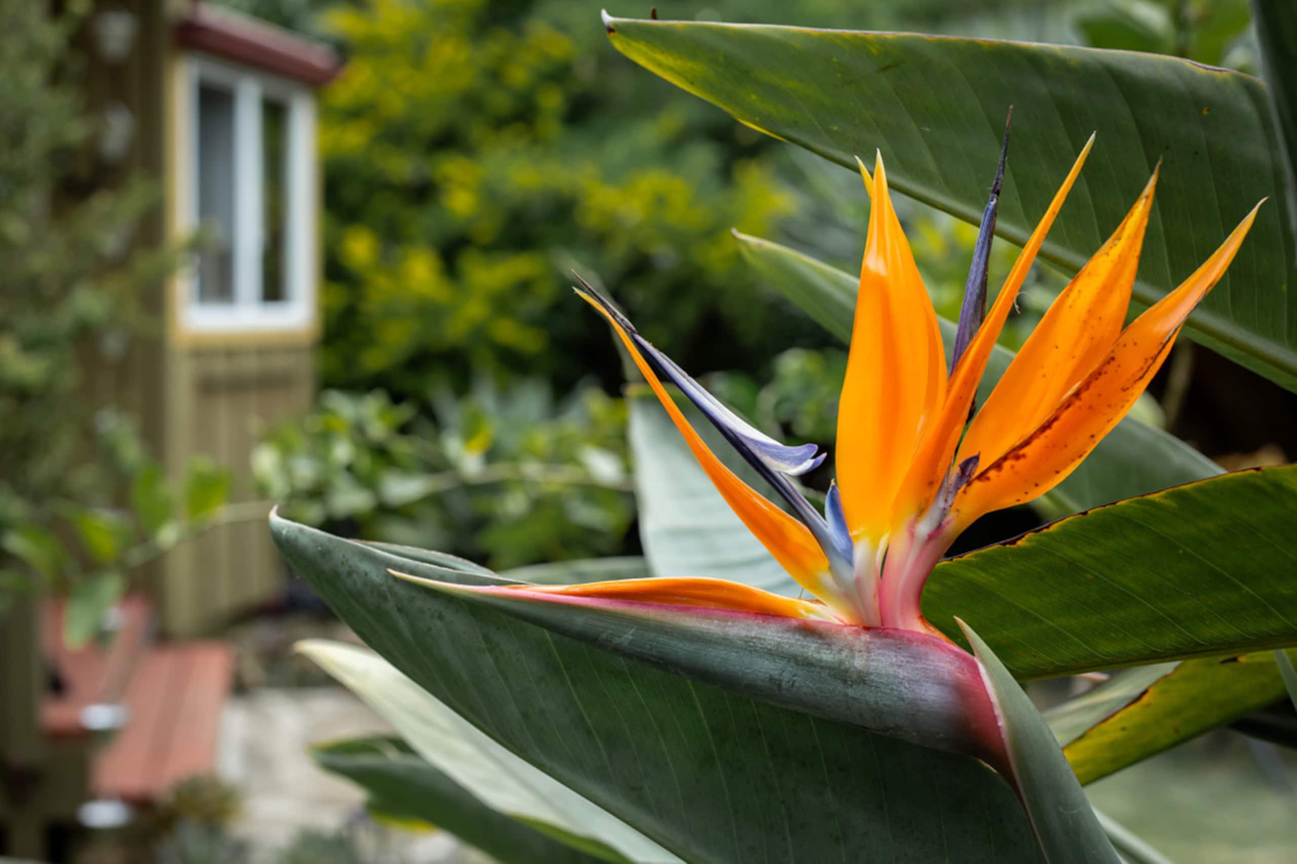 Paniolo Garden Retreat- Private Waimea Tiny Home - Image 15